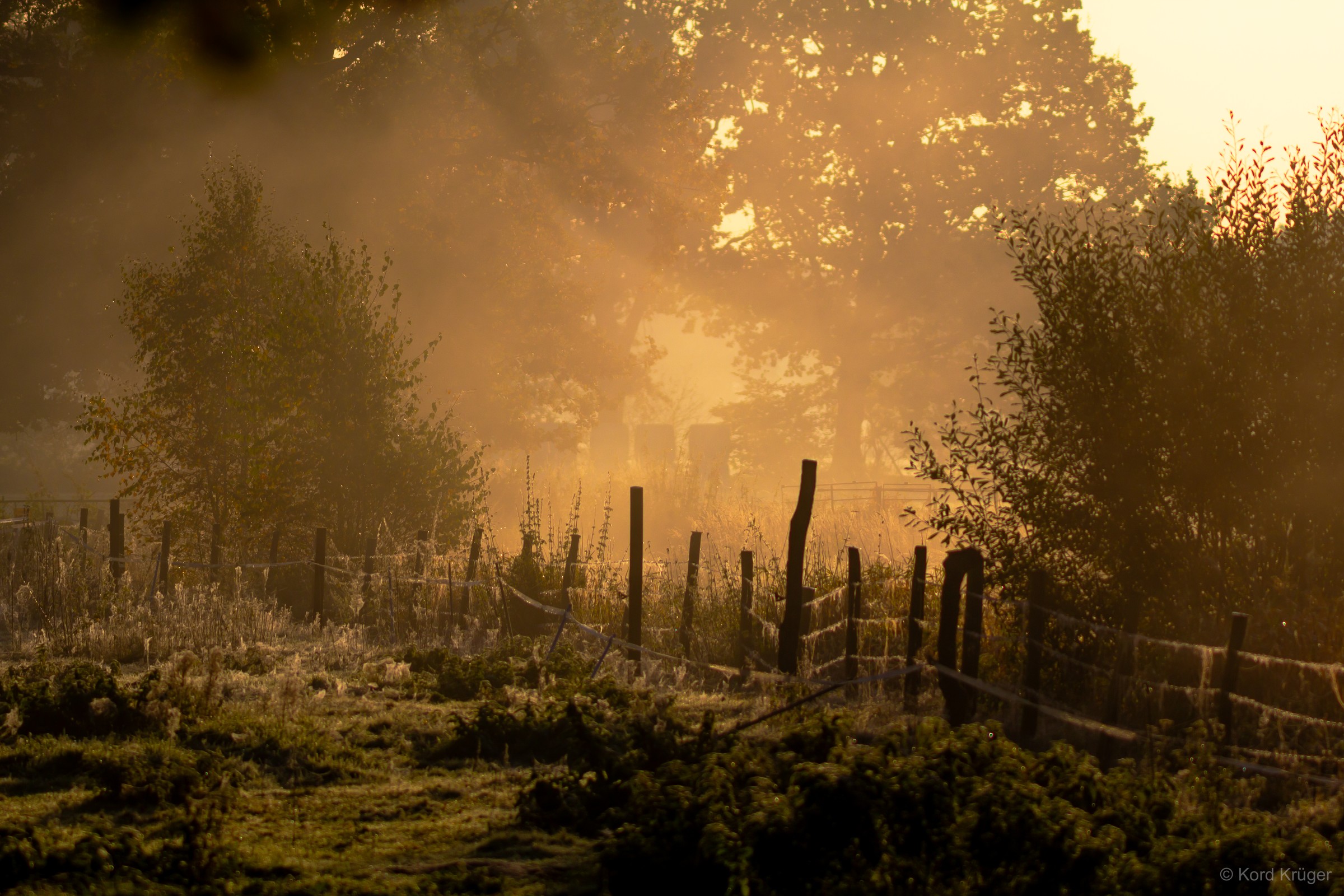 Goldenes Morgenlicht fällt durch Nebel über eine ländliche Wiese mit Zaun und Baumgruppen; die Ferne löst sich in helle Luft auf.