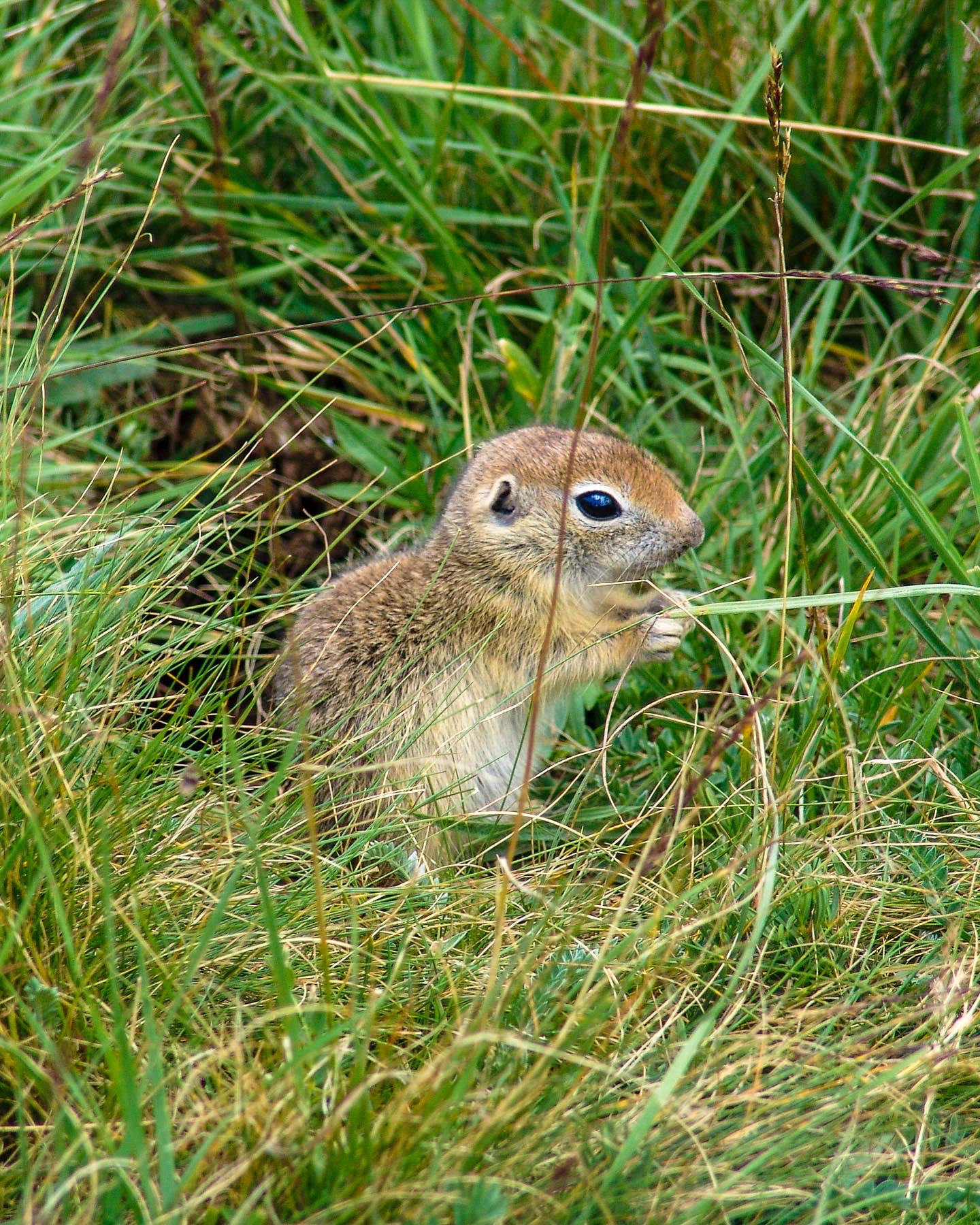 Ein Europäischer Ziesel steht aufrecht zwischen grünen Gräsern und blickt aufmerksam über die Wiese; der Hintergrund bleibt weich und ruhig.