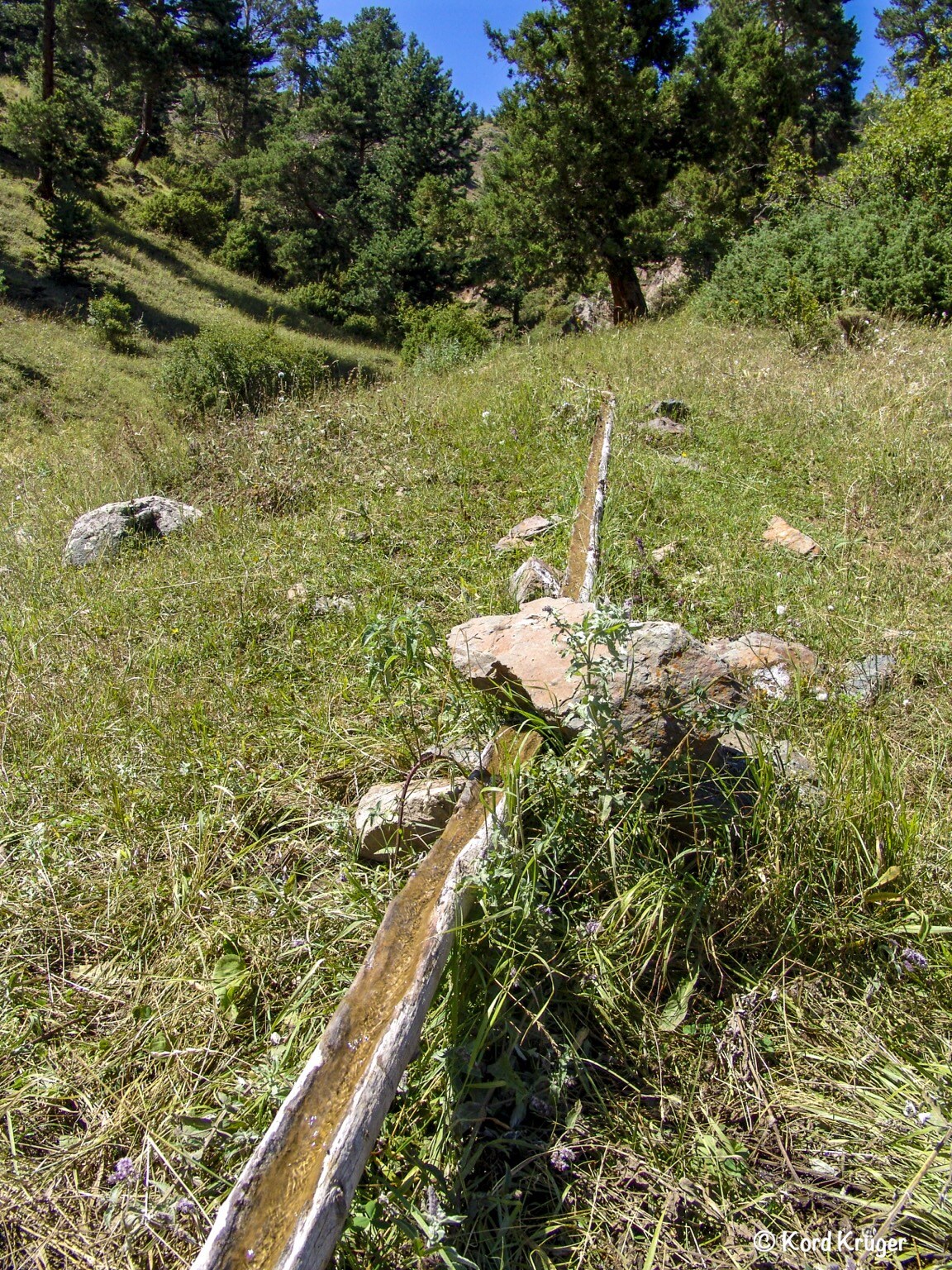 Ein schmaler hölzerner Wasserlauf zieht sich durch eine blütenreiche Bergwiese zwischen alten Nadelbäumen.