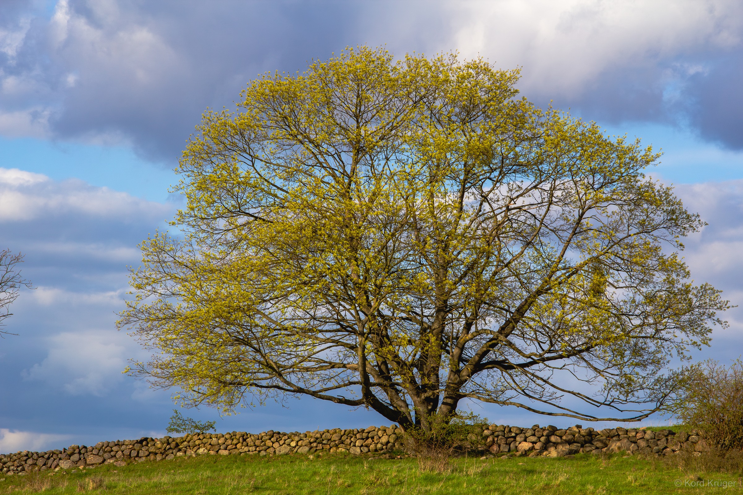 Ein weit ausladender Laubbaum mit frischem grünem Laub steht auf einer Wiese vor blauem Himmel und grauen Wolken.