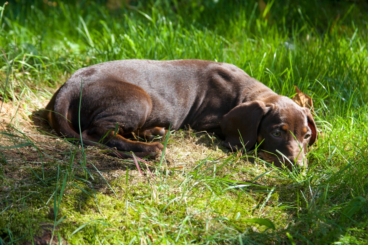 Ein junger brauner Hund liegt zusammengerollt im Gras und Moos eines Waldrandes und blickt ruhig zur Kamera.