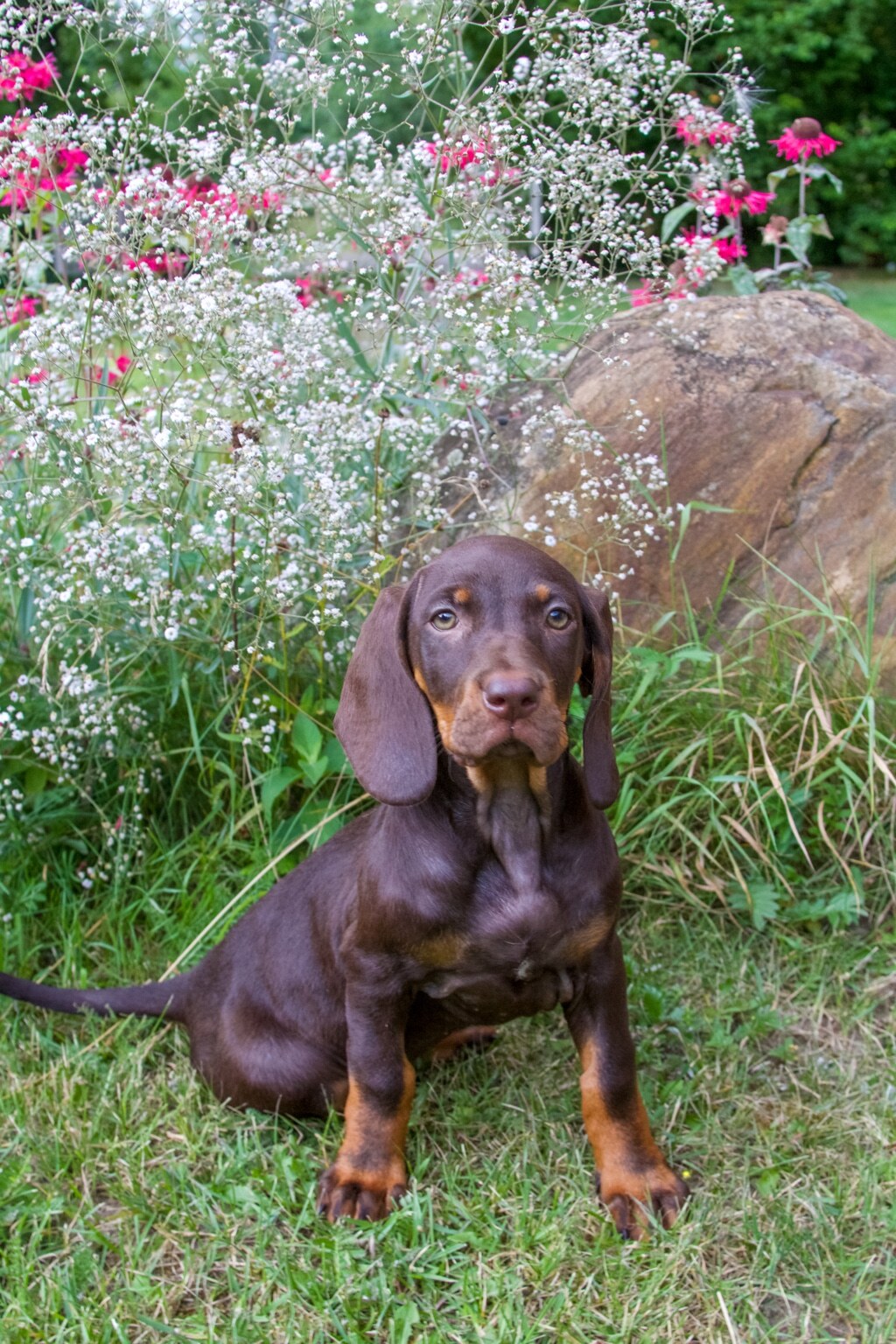 Ein junger brauner Hund sitzt aufmerksam zwischen hohen Gräsern, weißen Schleierblüten und roten Gartenblumen.