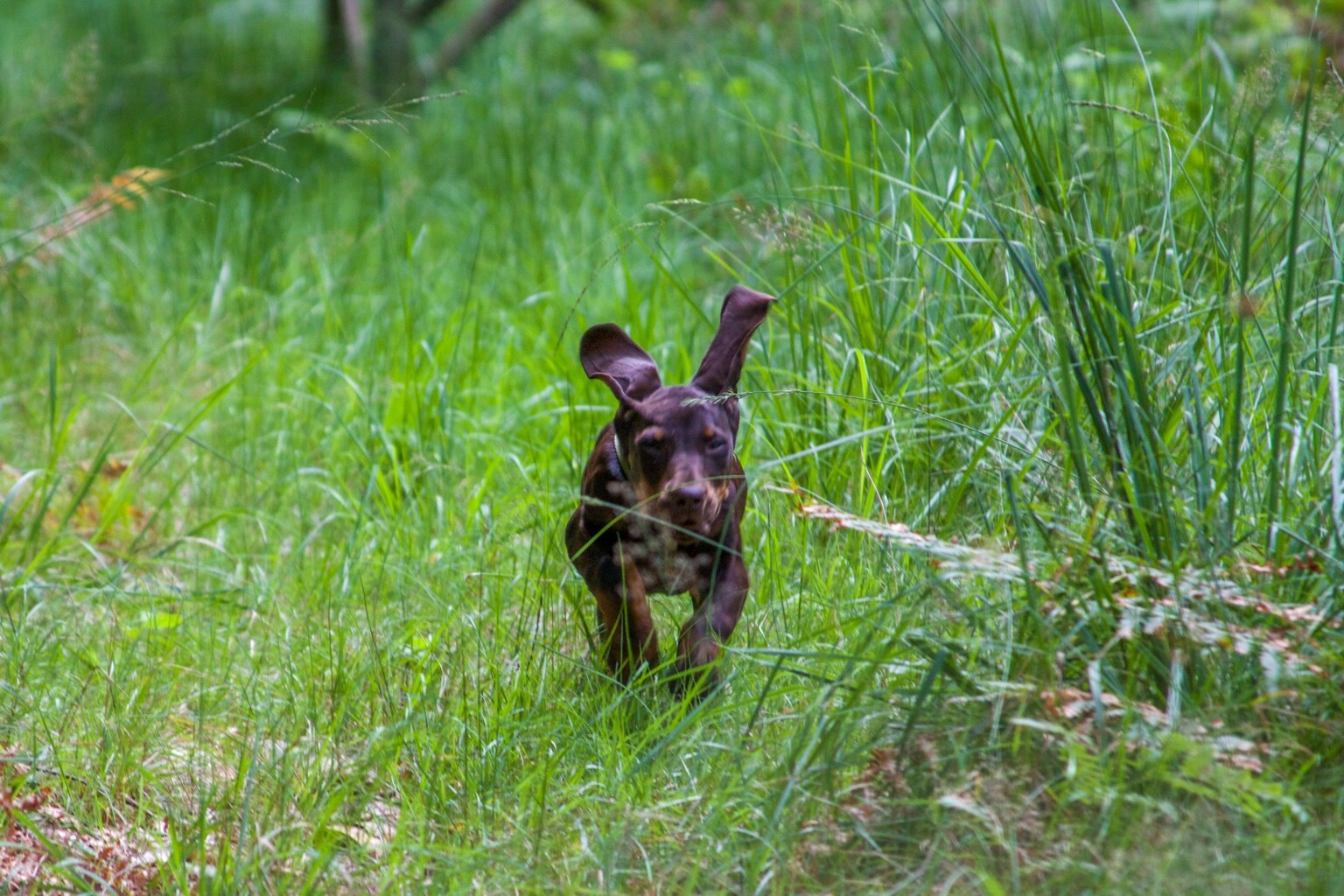 Ein junger brauner Hund läuft mit fliegenden Ohren durch hohes grünes Gras im Wald.
