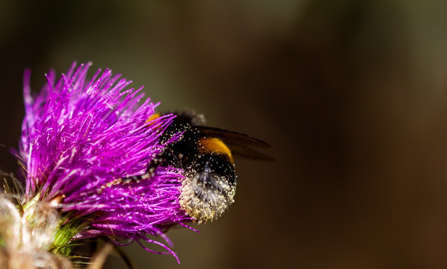 Eine Hummel sammelt Nahrung auf einer purpurfarbenen Distelblüte; Körperbehaarung und Flügel sind in der Nahaufnahme sichtbar.