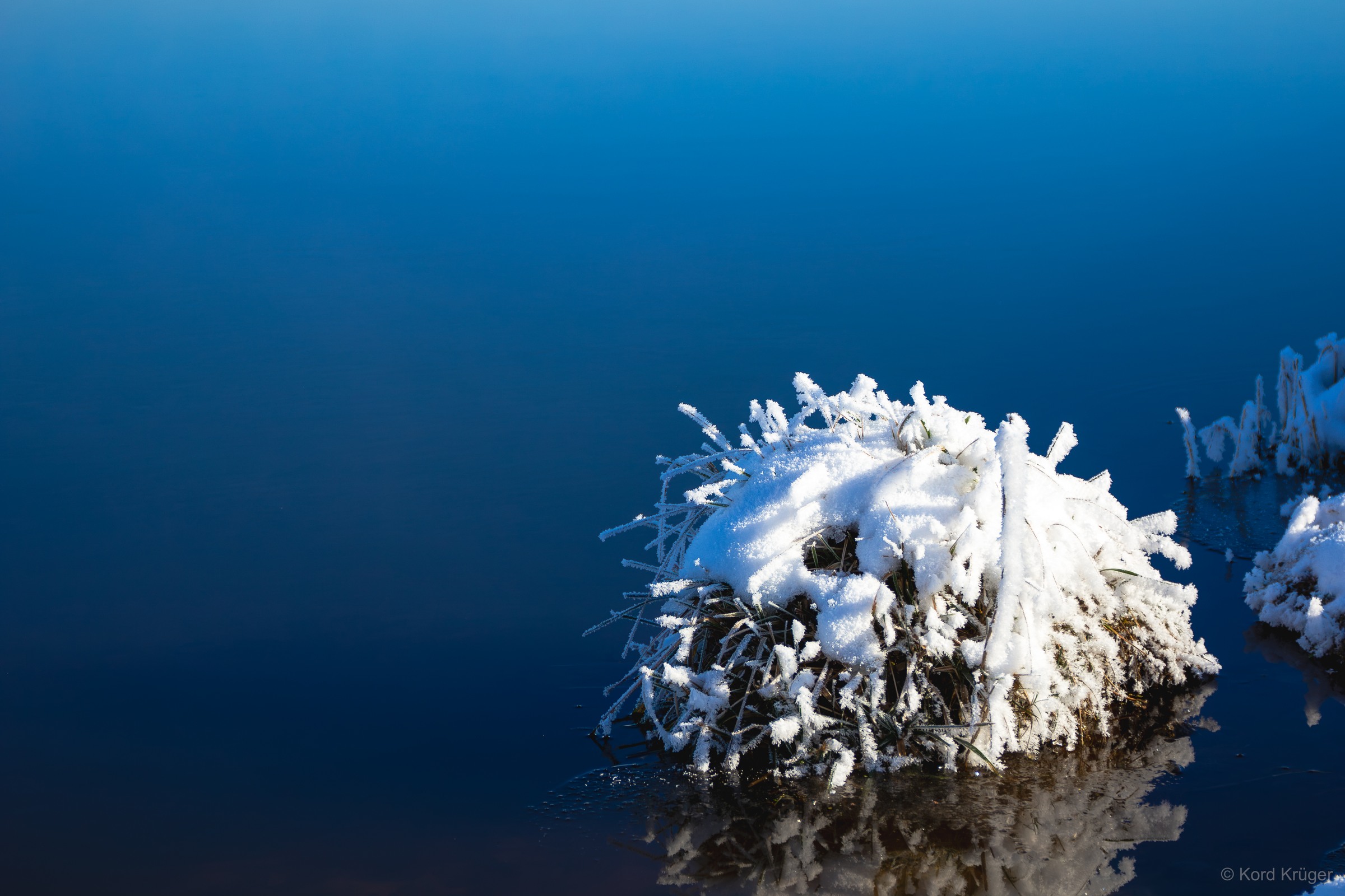 Ein kleiner überfrorener Pflanzenrest ragt aus tiefblauem Wasser, bedeckt mit weißen Eiskristallen.