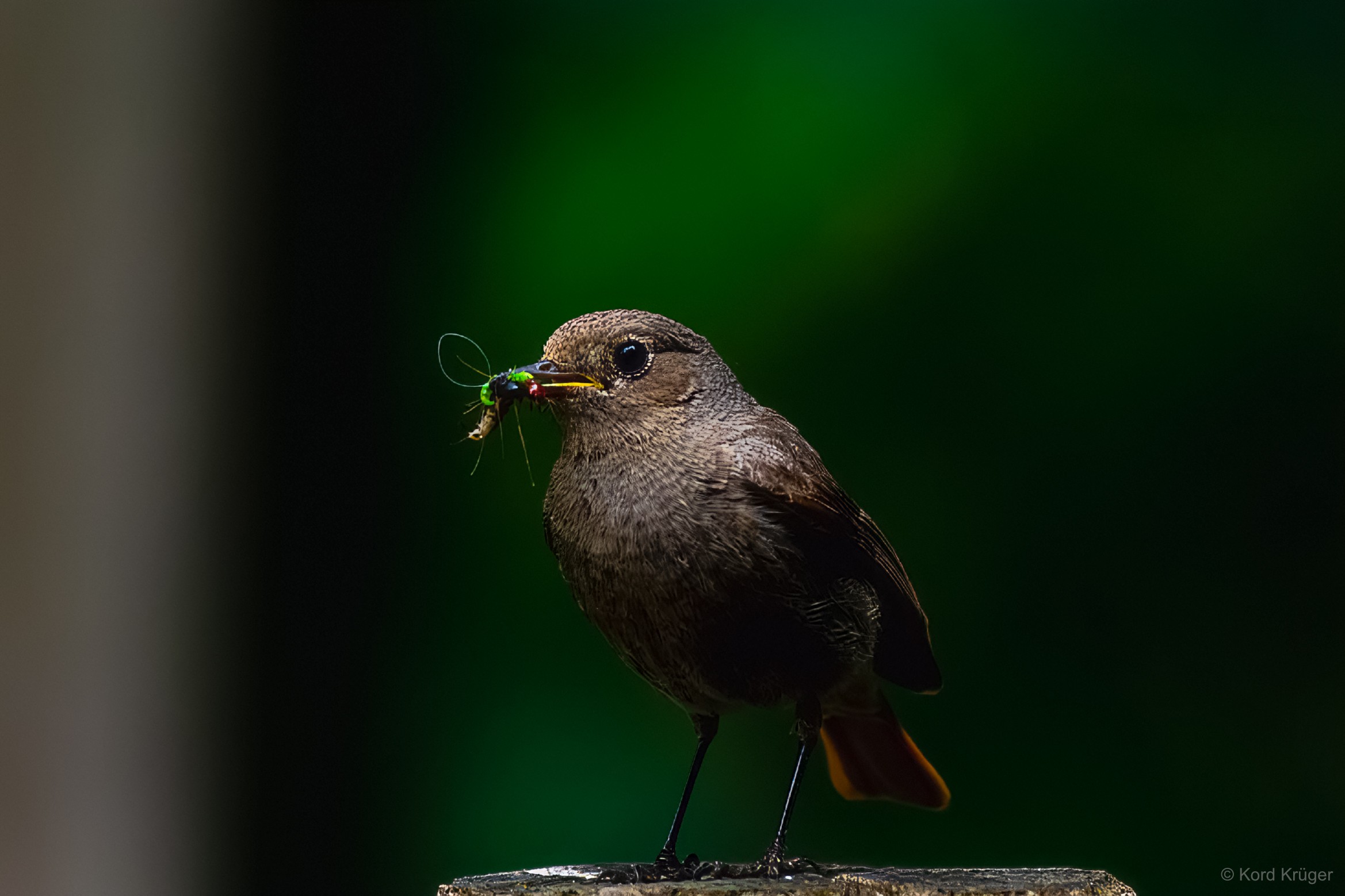 Ein kleiner brauner Singvogel sitzt mit mehreren grünen Insekten im Schnabel vor einem dunklen Hintergrund.