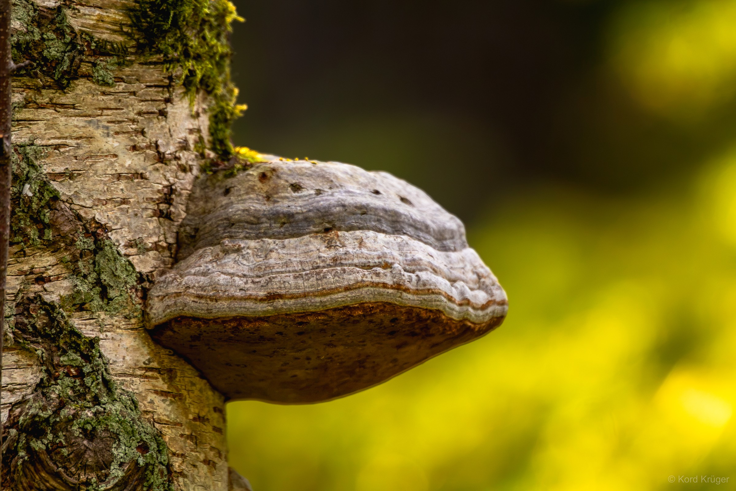 Ein großer, konsolenförmiger Pilz wächst seitlich an einem Birkenstamm vor einem weich aufgelösten Hintergrund.
