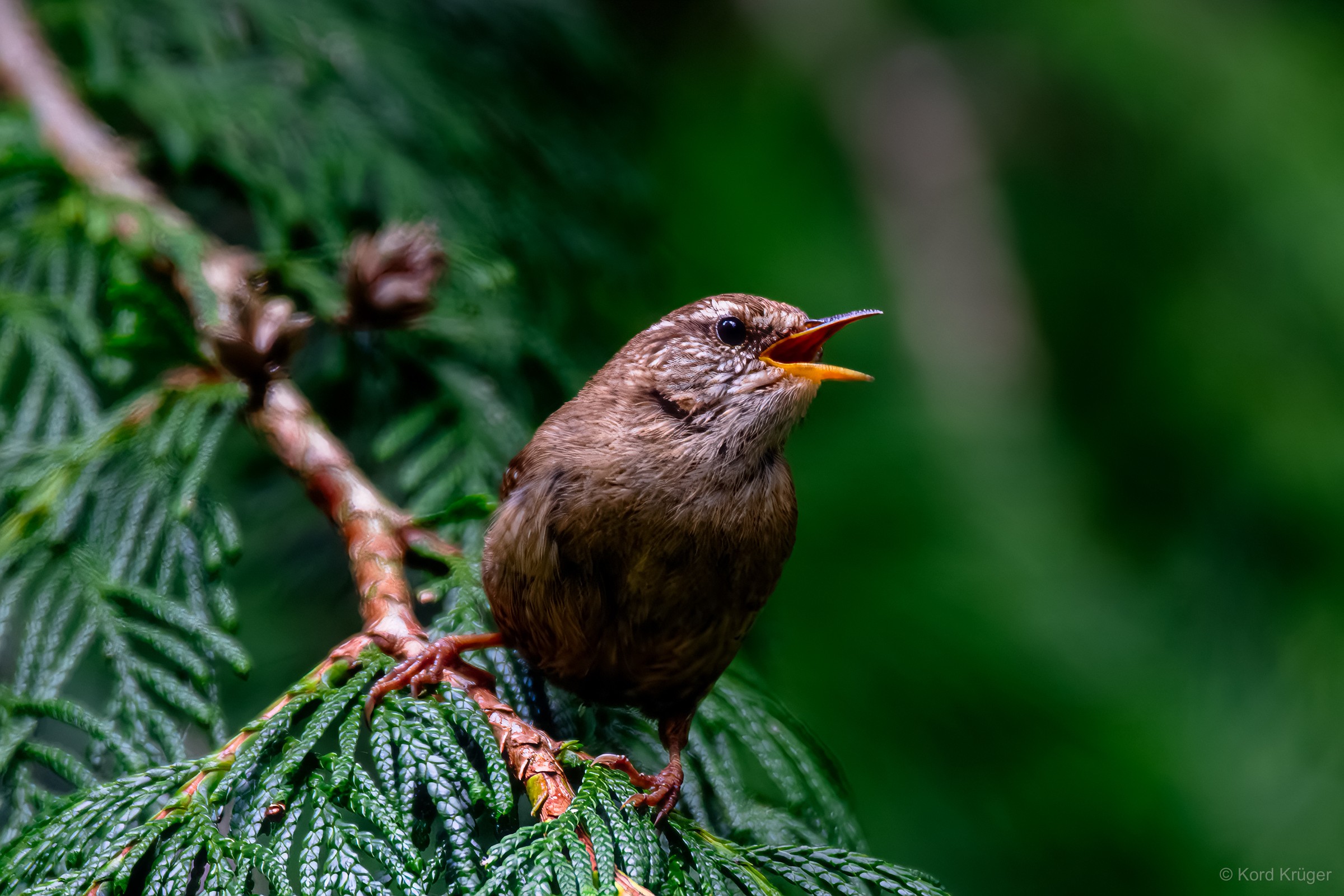 Ein kleiner brauner Vogel sitzt mit geöffnetem Schnabel auf einem Nadelbaumzweig; sein kurzer Schwanz ist aufgerichtet.