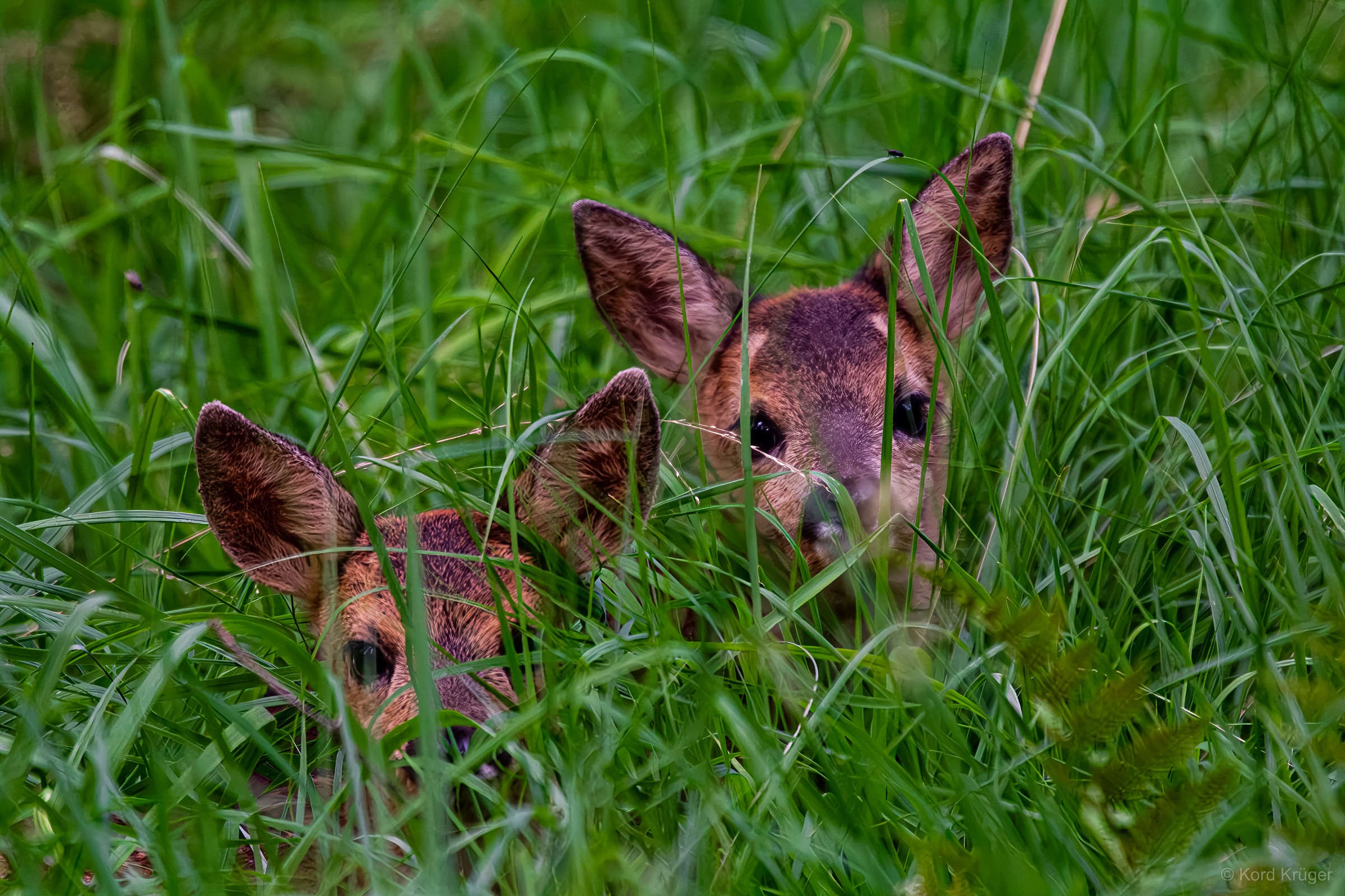 Zwei Rehe blicken mit aufgerichteten Ohren aus dichtem hohem grünem Gras zur Kamera.