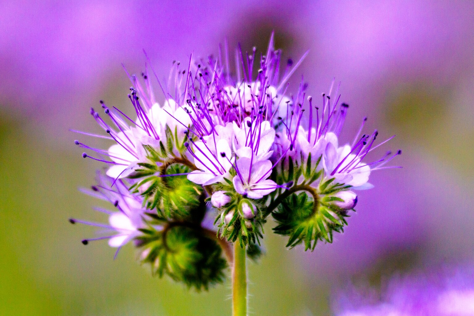 Eine violette Blütenähre füllt das Bild; feine Härchen und eingerollte Einzelblüten werden in der Nahaufnahme sichtbar.