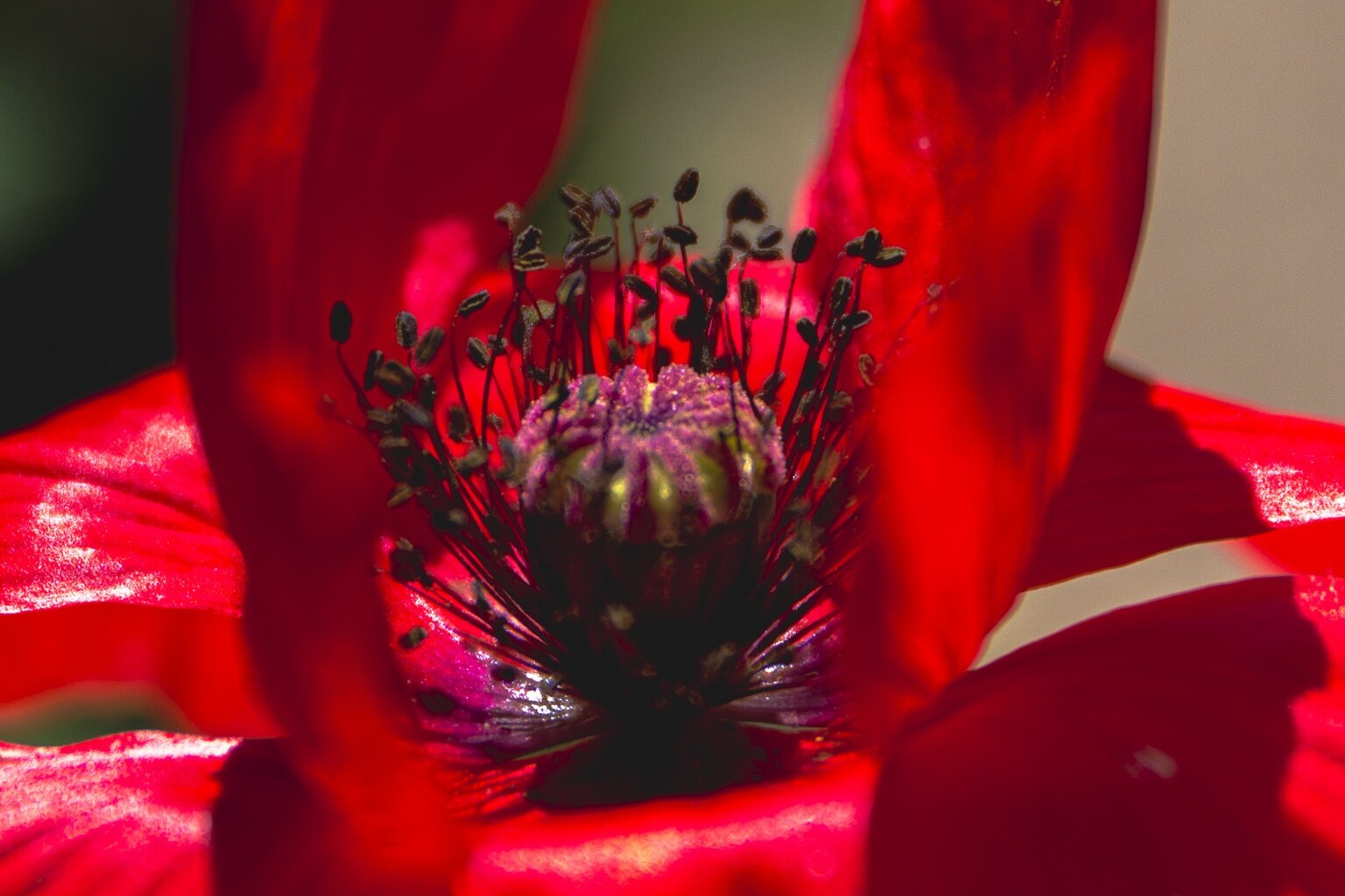 Eine rote Mohnblüte leuchtet vor einem weich verschwommenen grünen Hintergrund.