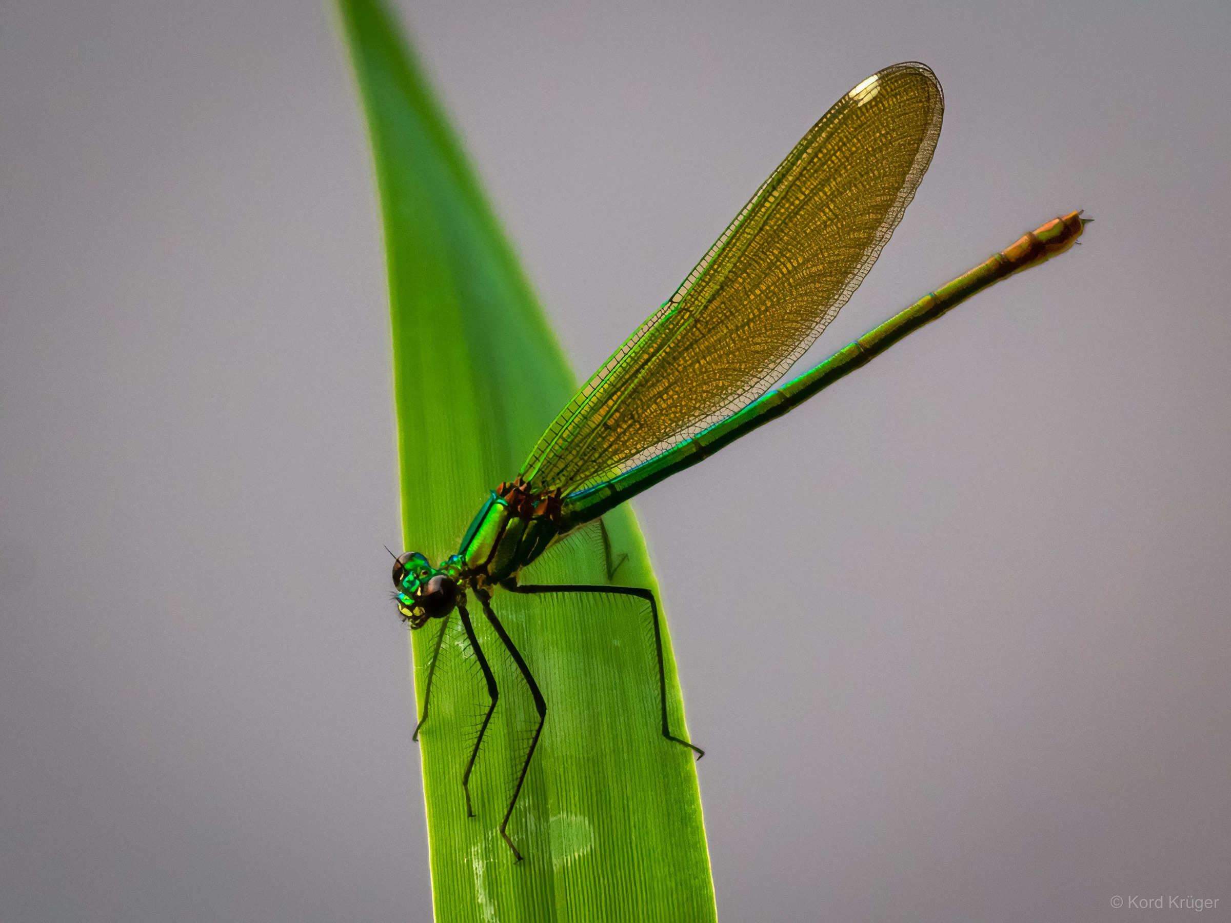 Eine metallisch grüne Libelle mit goldbraunen geschlossenen Flügeln sitzt an einem hellgrünen Blatt vor einem grauen Hintergrund.