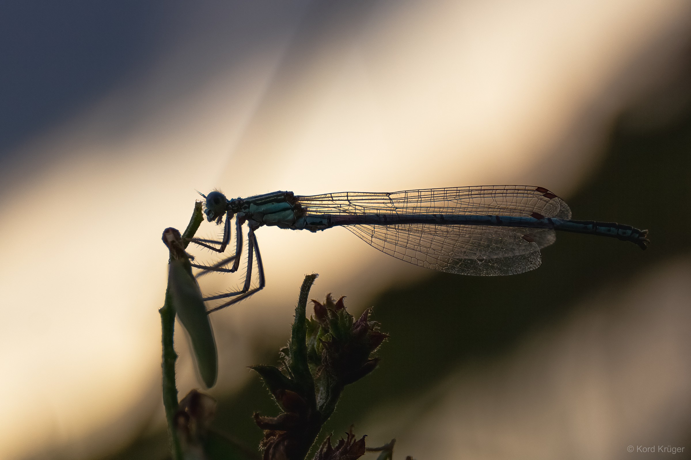 Eine schlanke Libelle sitzt auf einem Pflanzenstängel im Gegenlicht; die durchscheinenden Flügel zeigen feine Adern.