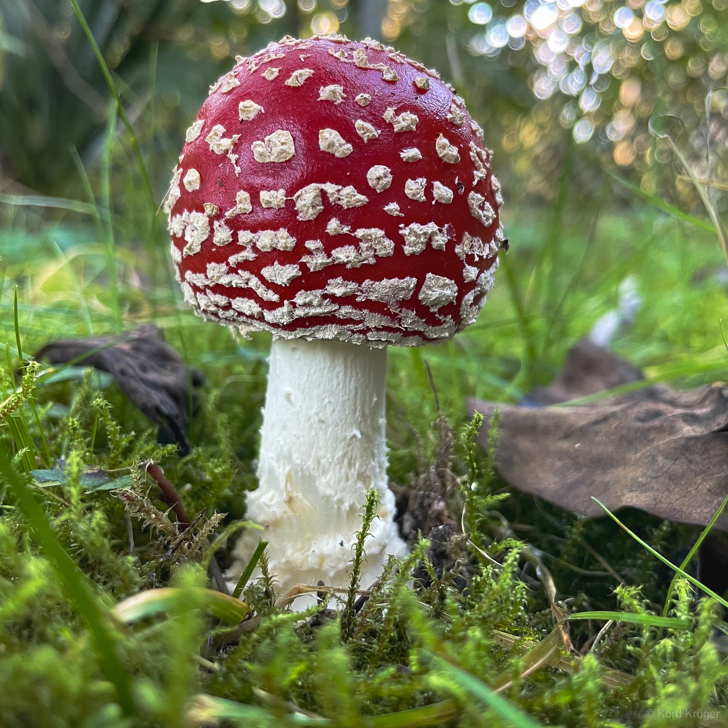 Ein Fliegenpilz mit rotem, weiß geflecktem Hut steht zwischen Moos, Gräsern und Zweigen am Waldboden.