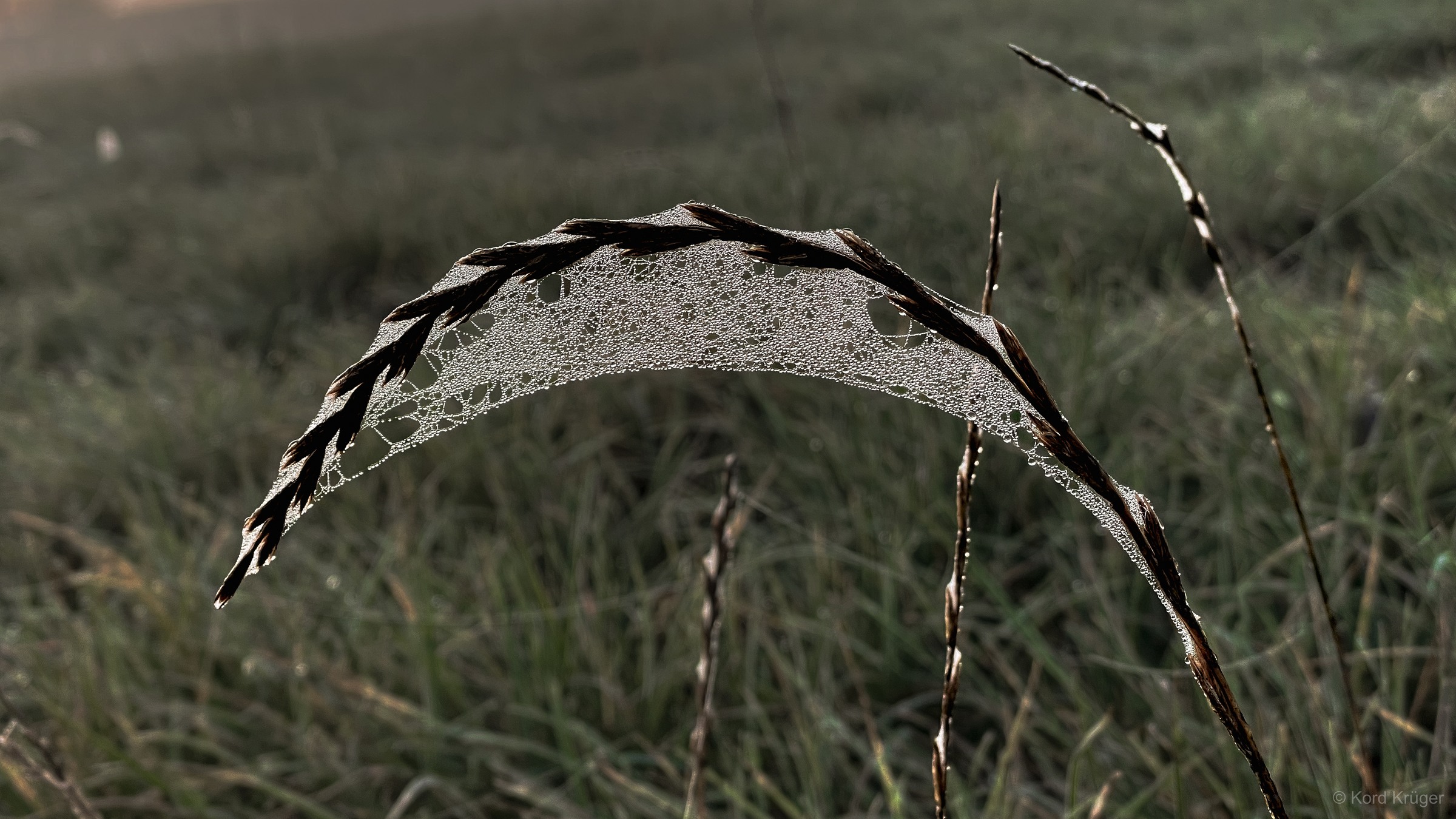 Ein gebogener trockener Halm trägt ein feines dichtes Geflecht aus Spinnfäden vor einer graugrünen Wiese.