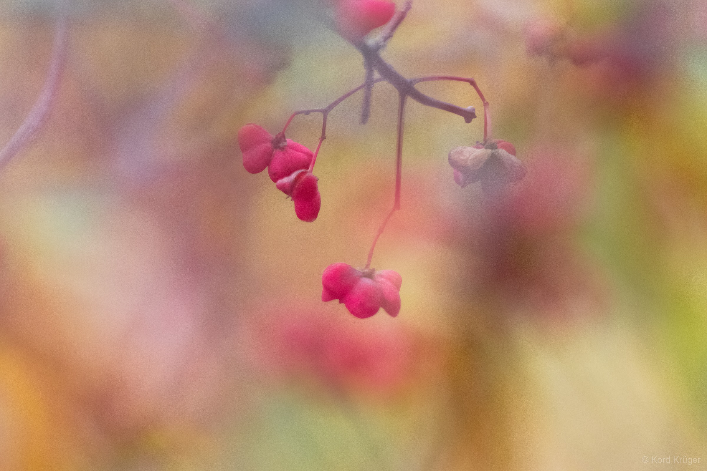 Rosa-rote Früchte hängen an dünnen dunklen Zweigen vor einem weich verschwommenen gelbgrünen Herbsthintergrund.