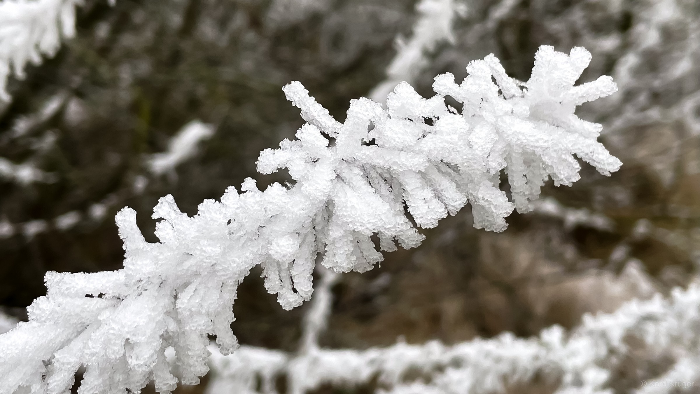 Dichte weiße Eiskristalle überziehen einen Zweig vor einem unscharfen dunklen Hintergrund.
