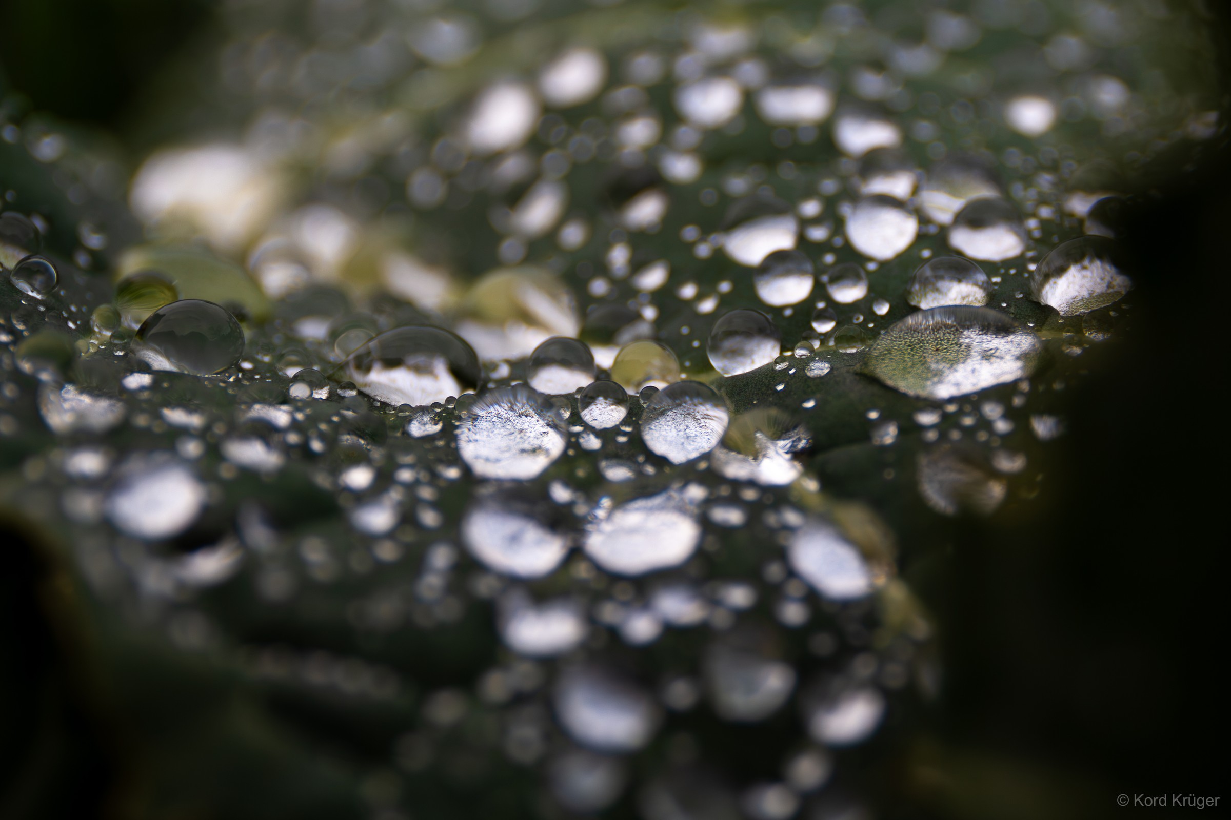 Viele klare Wassertropfen liegen auf einem dunklen Blatt und spiegeln das helle Licht ihrer Umgebung.