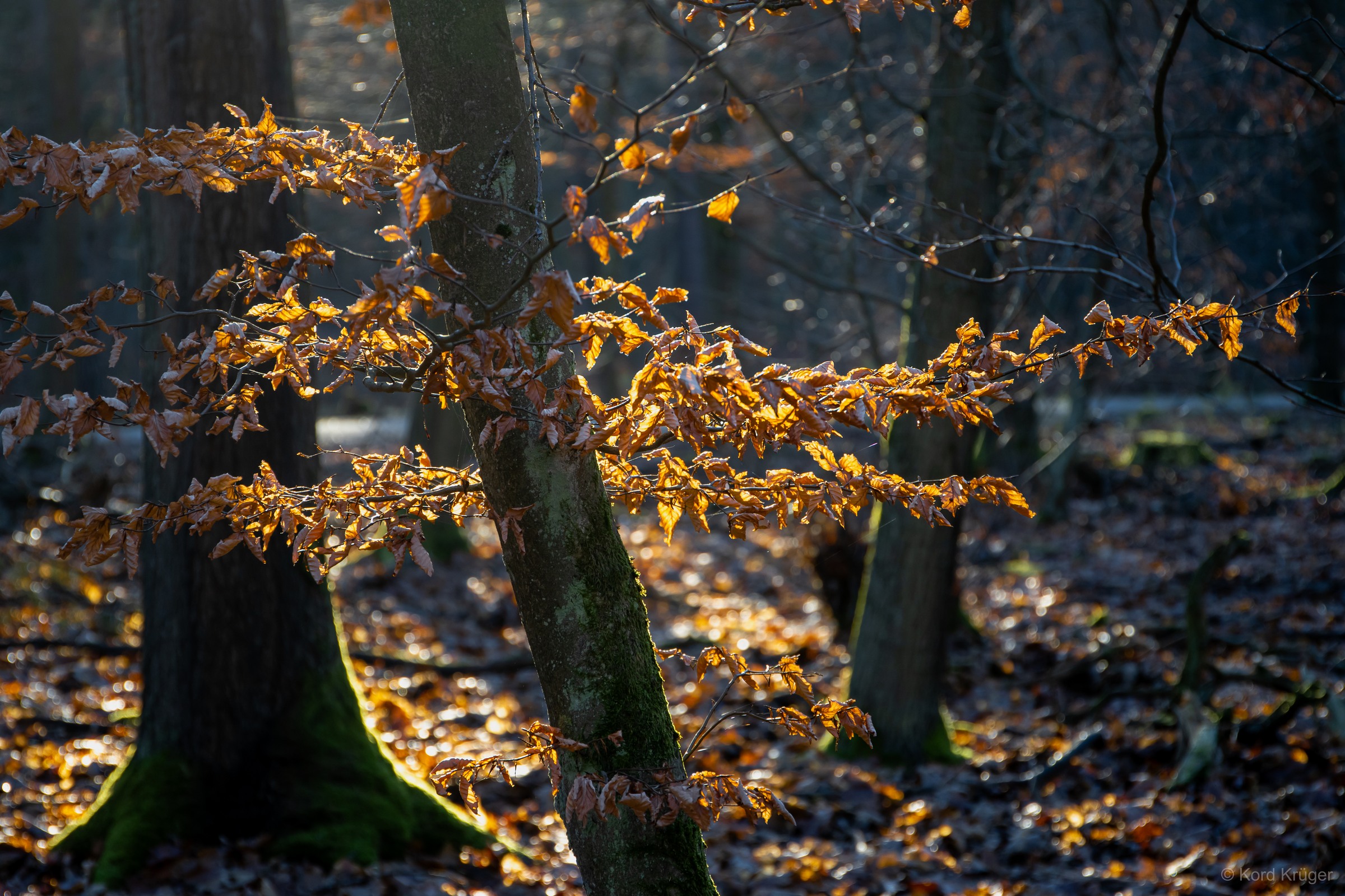 Bemooste Baumstümpfe stehen zwischen aufrechten Stämmen und golden beleuchteten jungen Zweigen auf einem dunklen Waldboden.