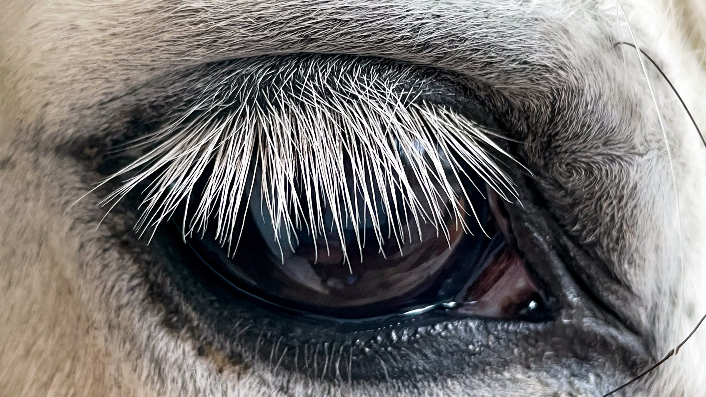 Die Nahaufnahme zeigt ein dunkles Tierauge unter langen weißen Wimpern und hellem Fell.