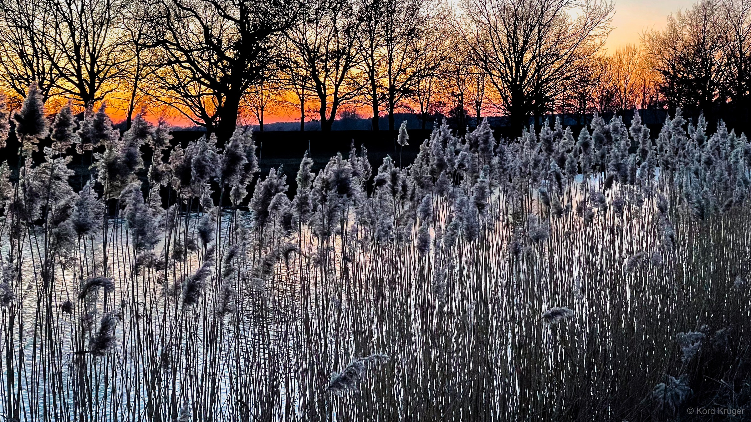 Helle bereifte Schilfhalme stehen vor kahlen dunklen Bäumen und einem orangefarbenen Abendhimmel.