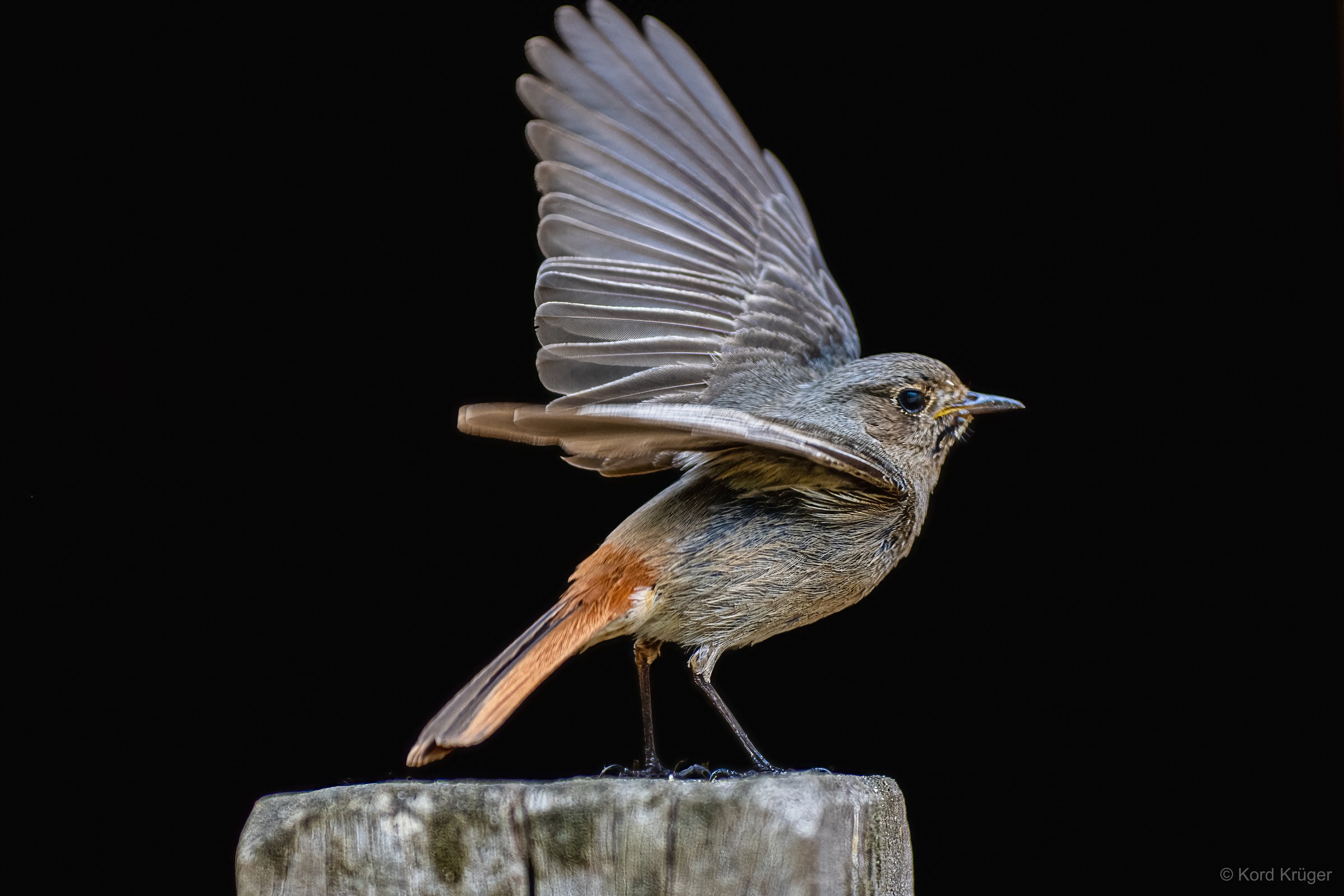 Ein kleiner graubrauner Singvogel mit rostfarbenem Schwanz hebt einen Flügel über einem Holzpfosten vor schwarzem Hintergrund.