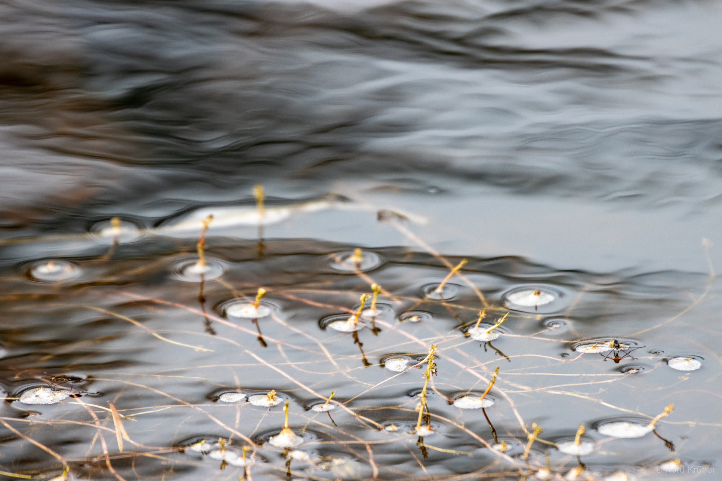 Feine Pflanzenstängel und kleine Blätter ragen aus strömendem Wasser, dessen Oberfläche zu weichen Streifen verschwimmt.