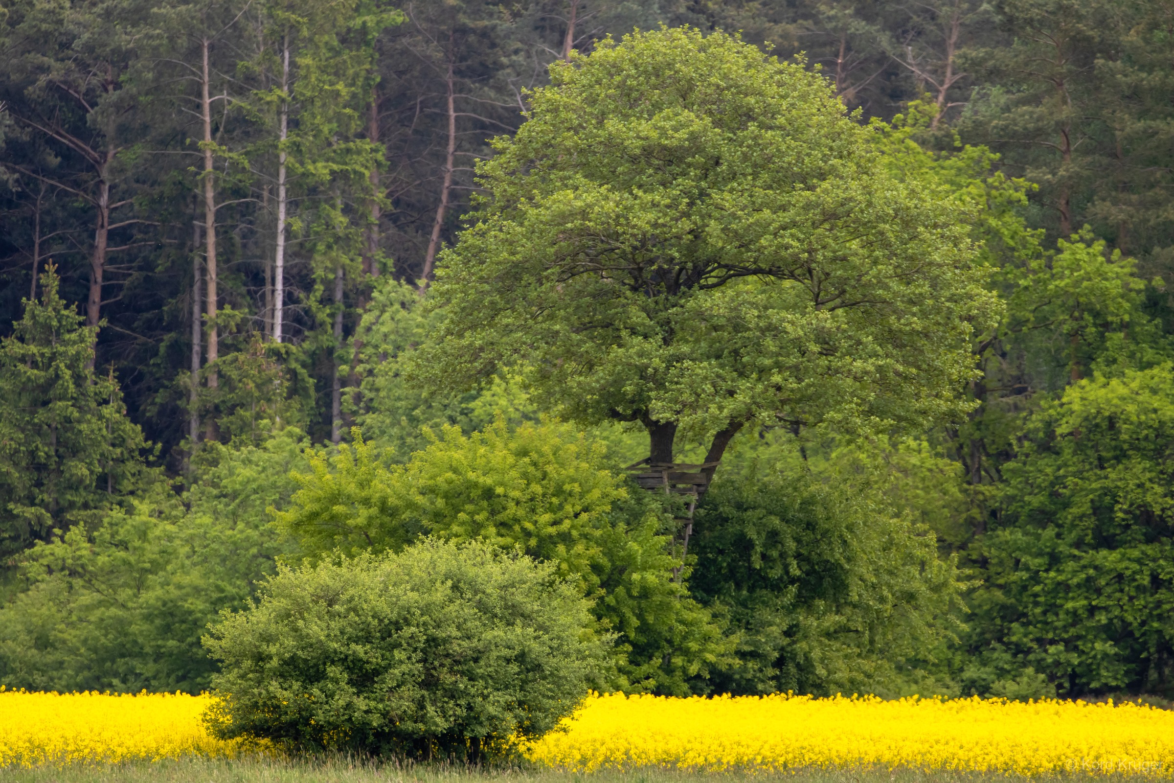 Ein kräftig gelb blühendes Feld liegt vor grünen Büschen und einem hohen Laubbaum am dunklen Waldrand.