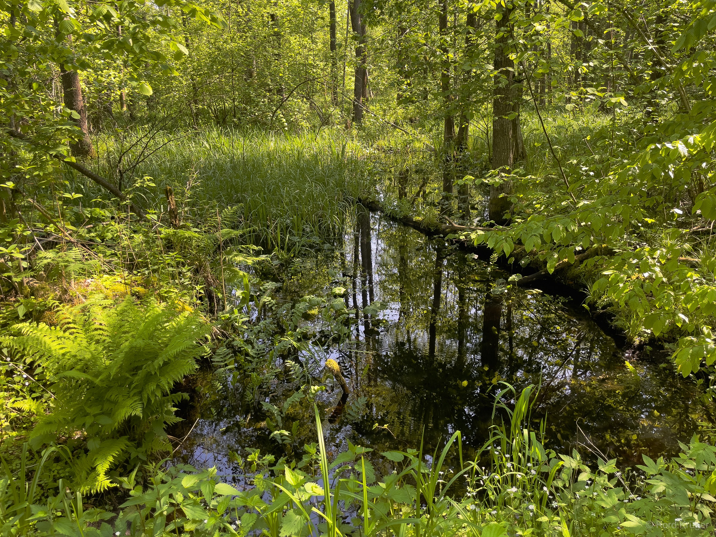 Ein schmaler dunkler Wasserlauf spiegelt aufrechte Baumstämme zwischen dichtem grünem Waldboden und Blättern.