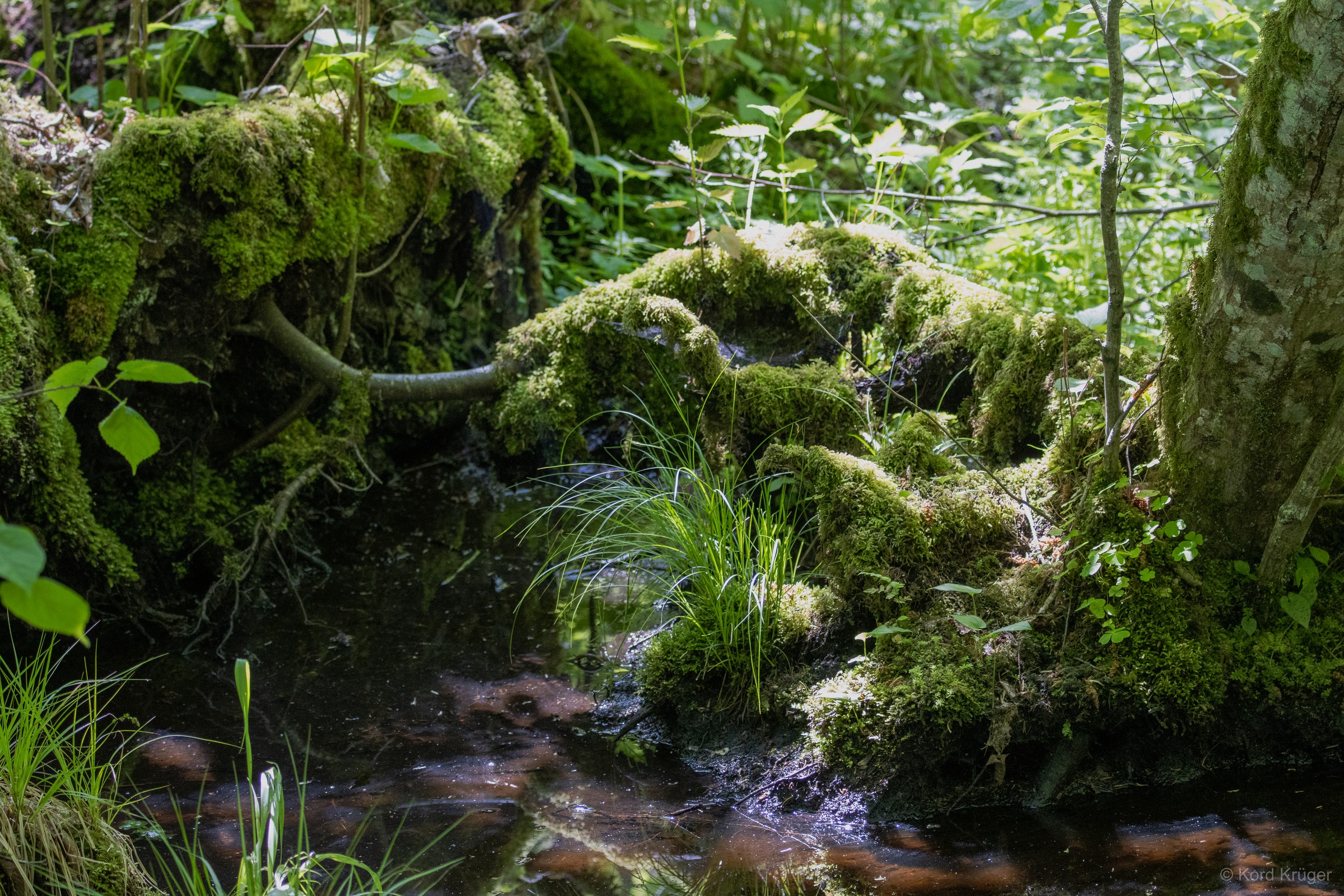 Ein kleiner Bach fließt durch einen grünen Wald zwischen bemoosten Steinen, Wurzeln und dichtem Unterwuchs.