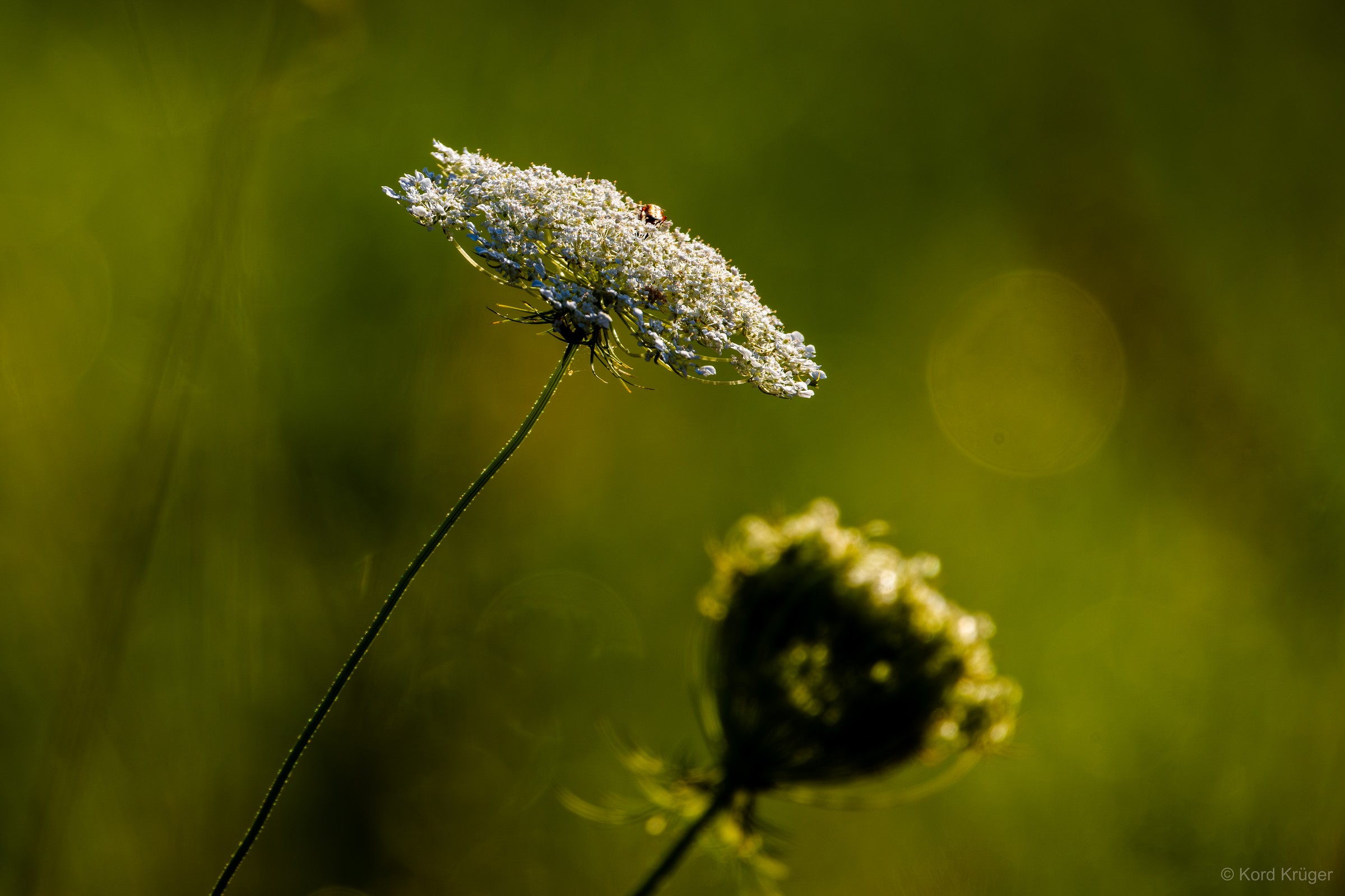 Eine weiße Doldenblüte steht an einem schmalen Stiel vor weichem Grün; darunter liegt ein dunkler unscharfer Blütenstand.