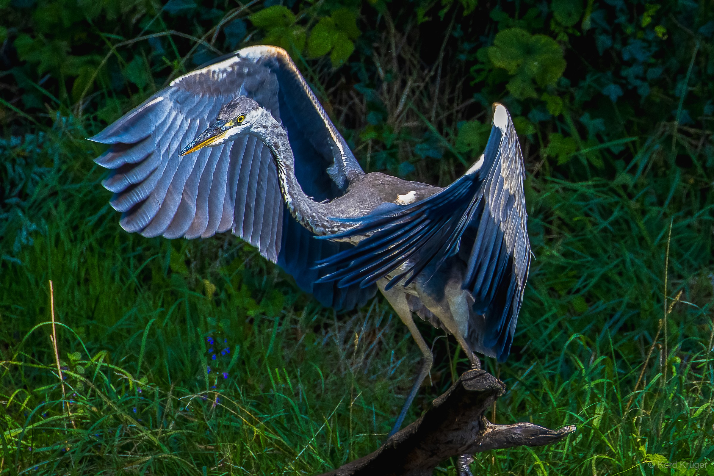 Ein grauer Reiher breitet im grünen Gras seine großen Flügel aus; die langen Schwungfedern sind aufgefächert.