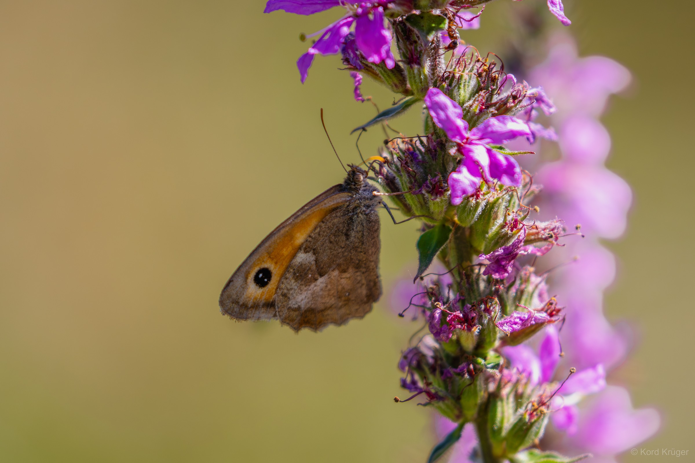 Ein brauner Schmetterling mit dunklem Augenfleck sitzt an einer violetten Blütenähre.