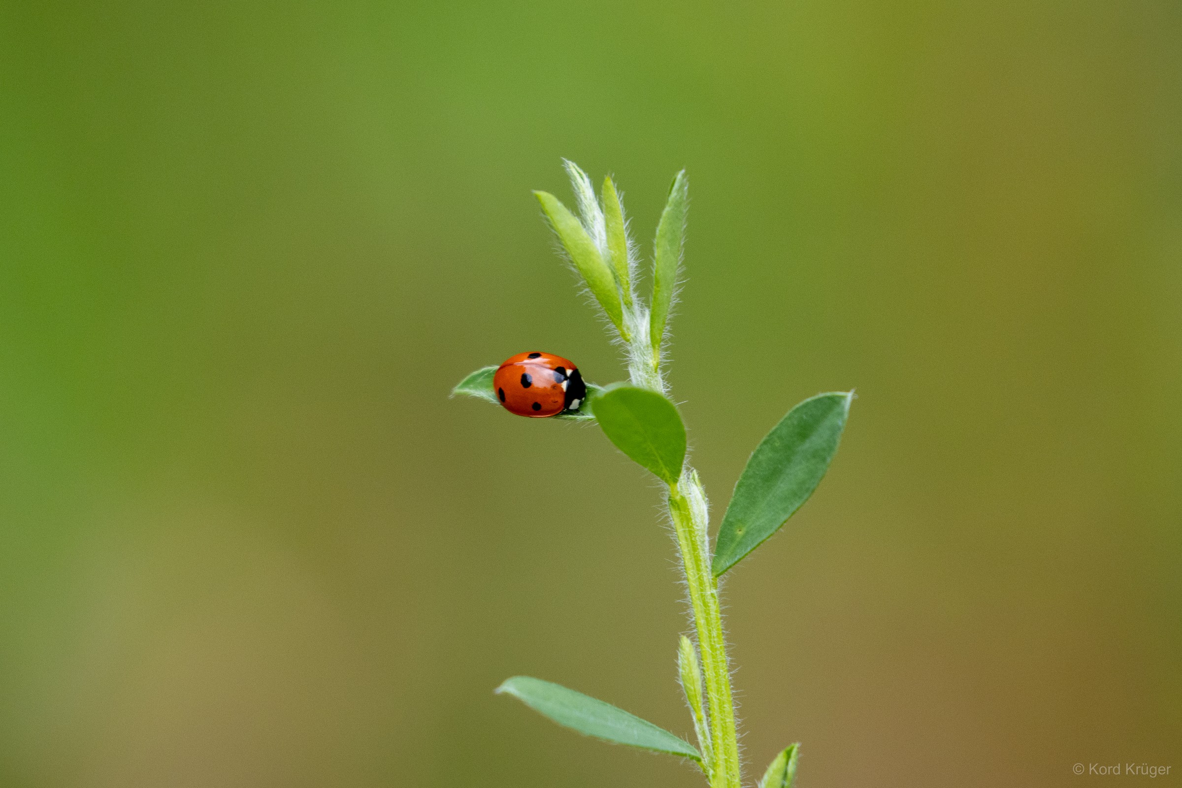 Ein roter Marienkäfer sitzt an der Spitze eines grünen Blattes auf einem schlanken Pflanzenstängel.