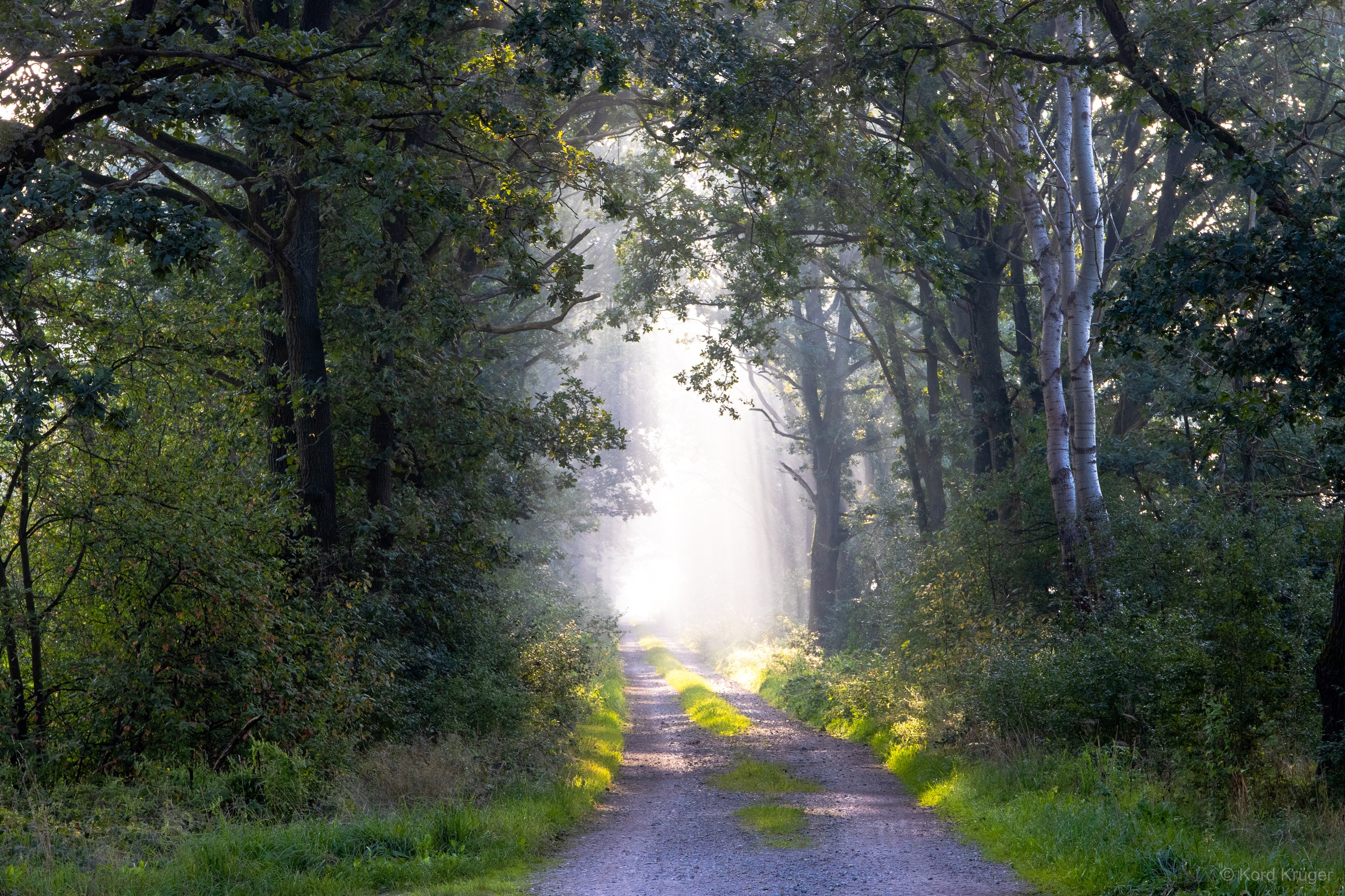 Ein schmaler Weg führt zwischen dicht stehenden Bäumen auf eine helle, neblige Öffnung im Wald zu.