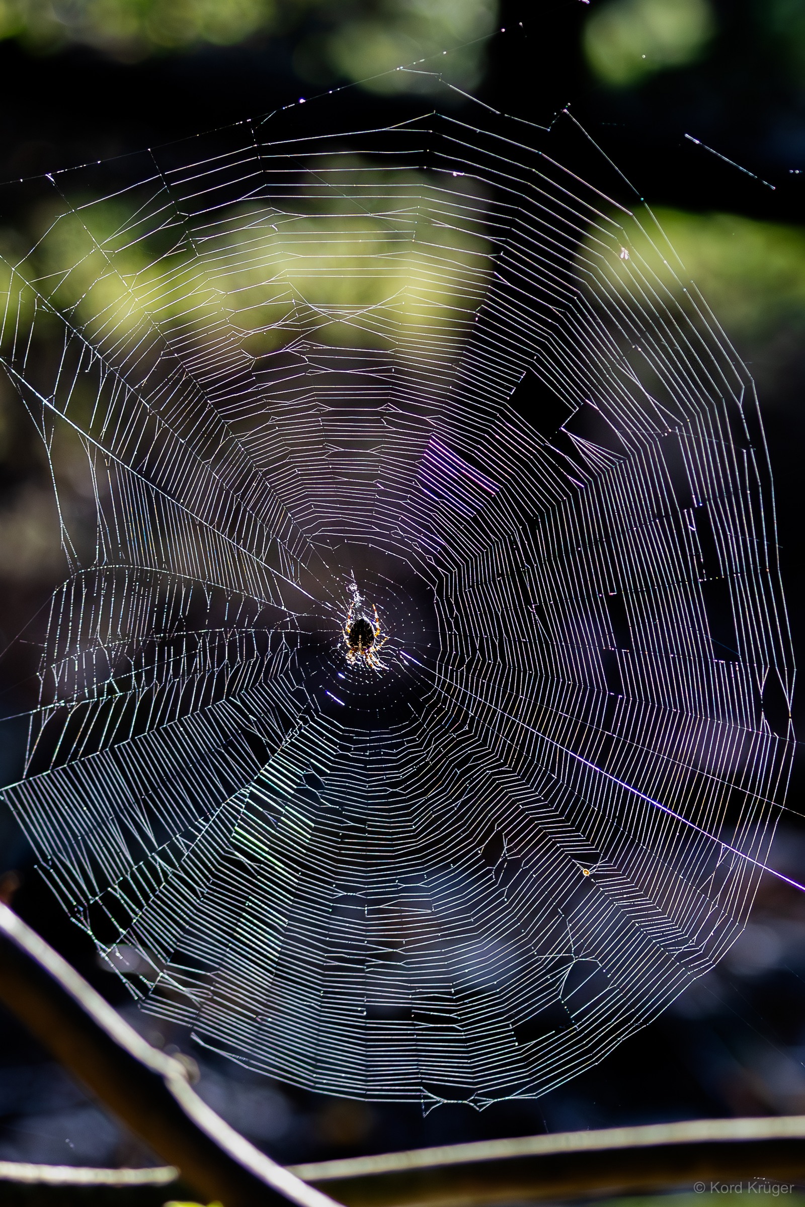 Ein großes kreisförmiges Spinnennetz mit einer Spinne nahe der Mitte leuchtet vor dunklem grün-violettem Hintergrund.