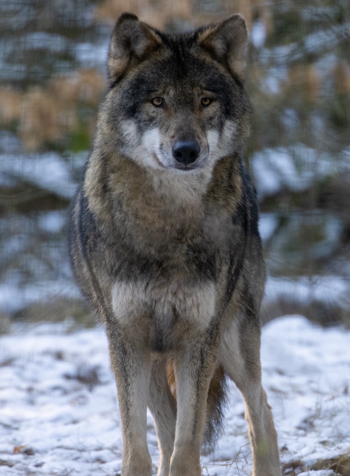 Ein Wolf mit dichtem graubraunem Fell steht frontal auf schneebedecktem Boden zwischen Bäumen. Sein Kopf ist leicht gesenkt, der Blick nach vorn gerichtet. Die Aufnahme ist im Hochformat.