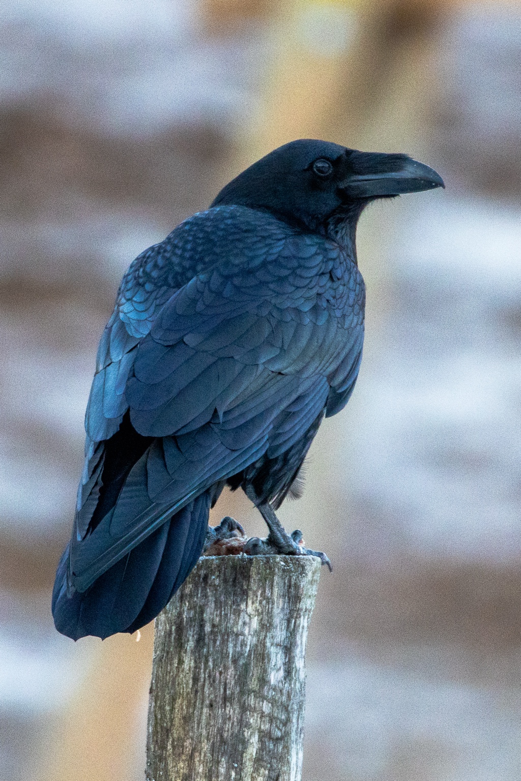 Ein großer dunkler Rabenvogel sitzt seitlich auf einem Holzpfosten. Sein kräftiger Schnabel zeigt nach rechts; die Federn schimmern blau vor einem unscharfen winterlichen Hintergrund.