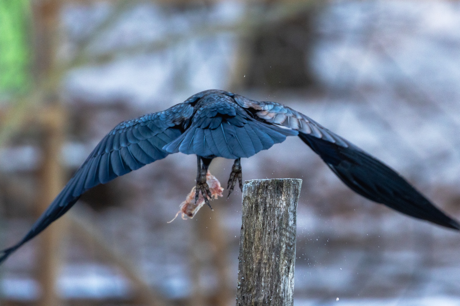 Ein großer dunkler Rabenvogel breitet über einem Holzpfosten seine Flügel aus. Das Gefieder schimmert bläulich; unter dem Körper sind die Krallen und ein herabhängendes Nahrungsstück sichtbar. Der Hintergrund ist winterlich.