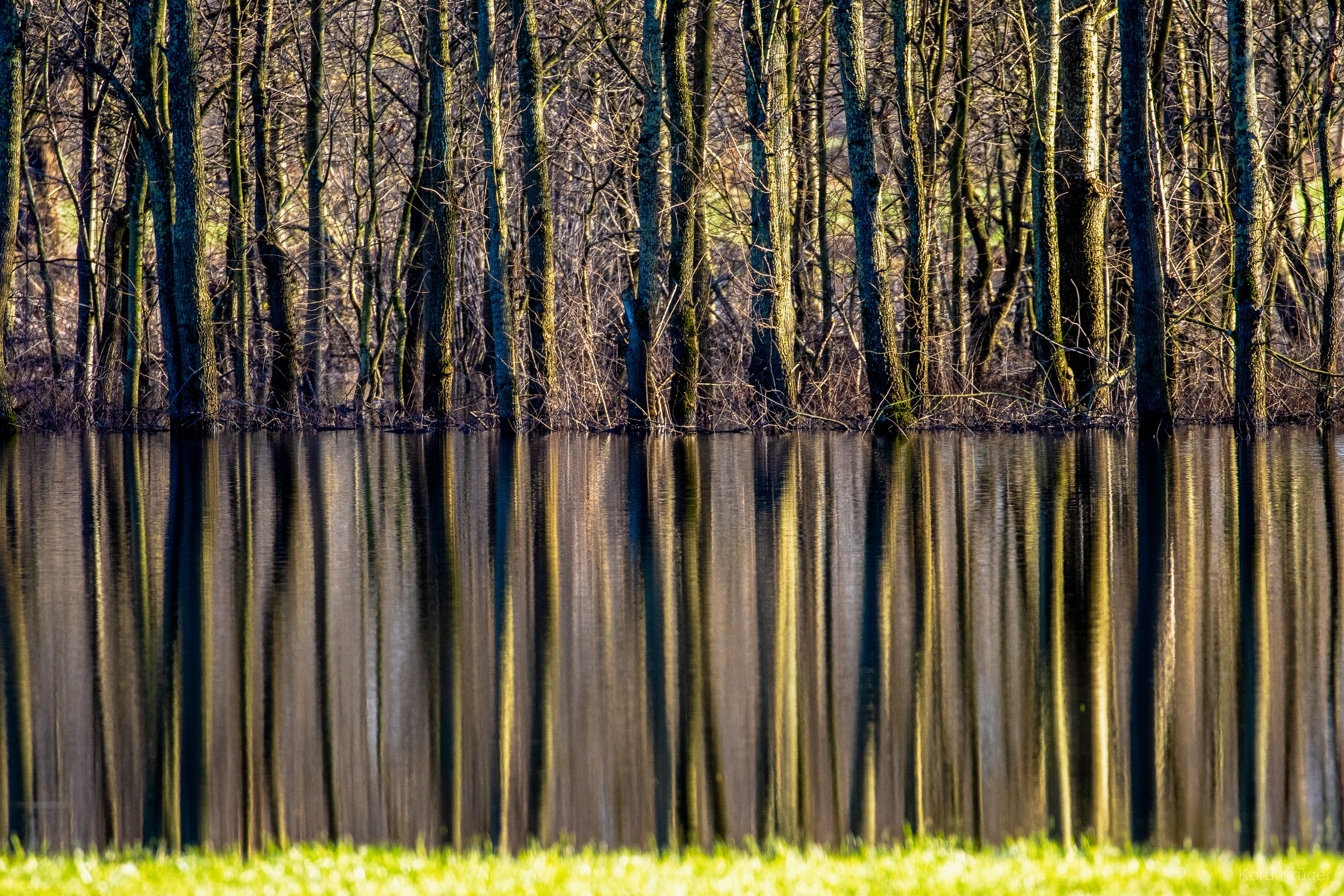 Schlanke Baumstämme stehen in ruhigem Wasser und spiegeln sich als lange senkrechte Linien.