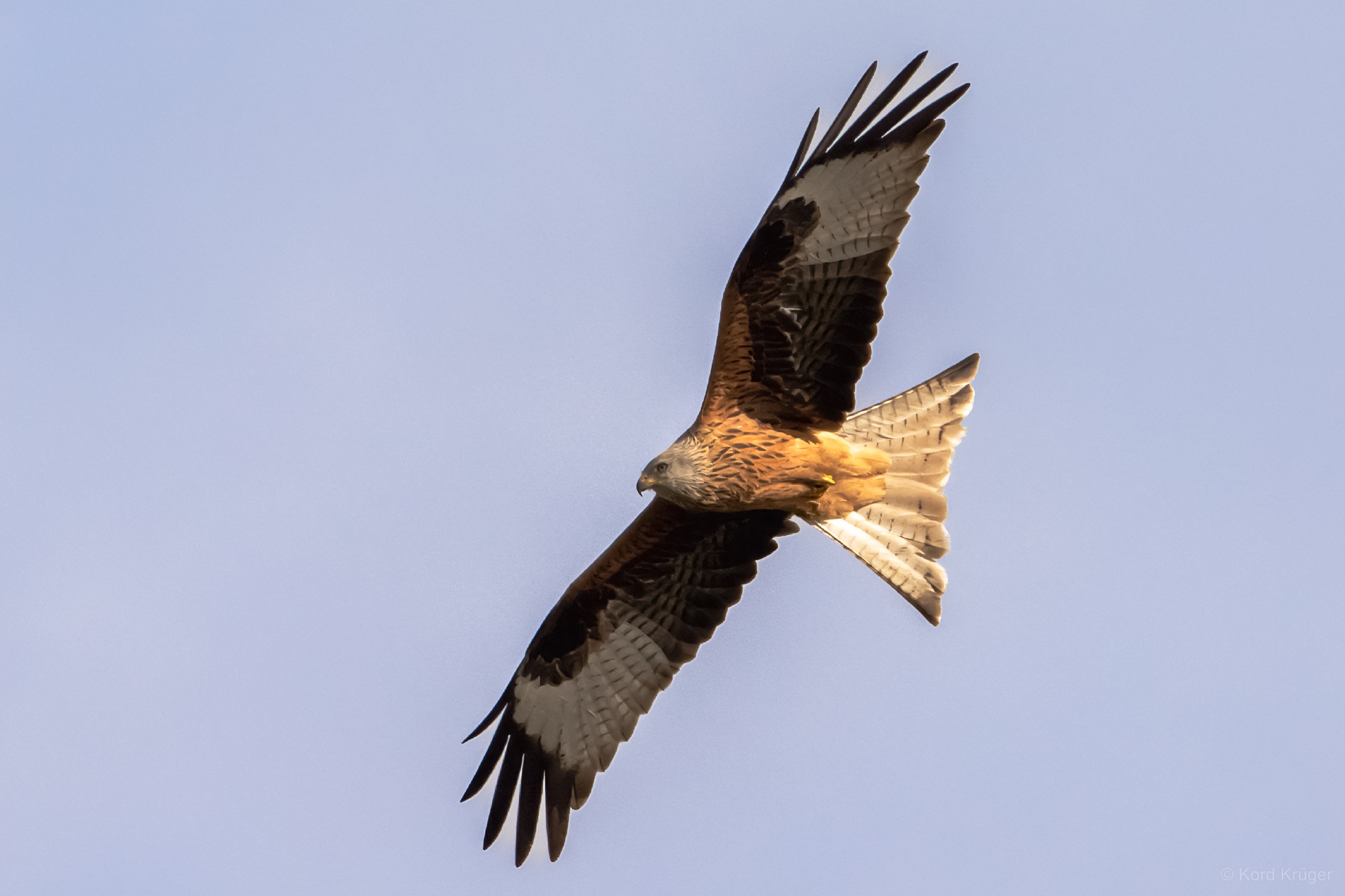 Ein rötlich brauner Greifvogel mit langen ausgebreiteten Flügeln und gegabeltem Schwanz gleitet vor einem hellen Himmel.