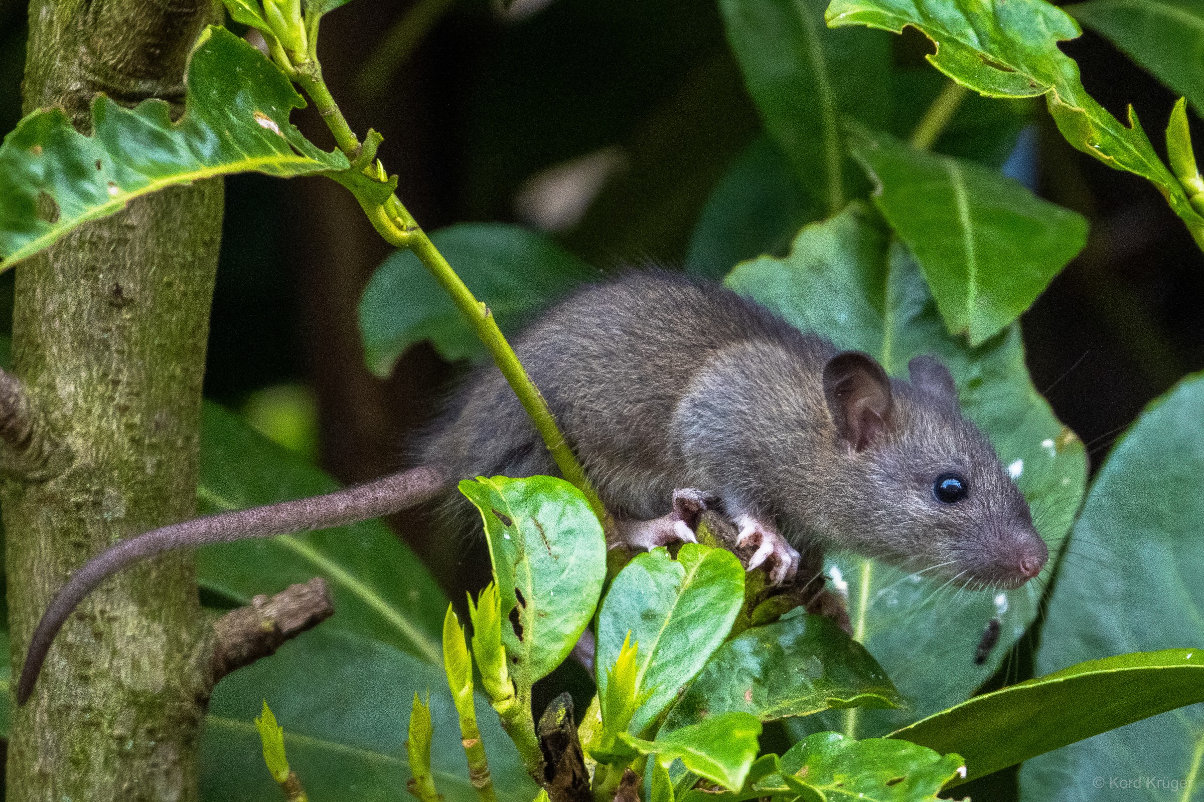 Eine graubraune Ratte sitzt zwischen großen grünen Blättern. Im seitlichen Porträt sind das dunkle Auge, ein rundes Ohr, die Schnurrhaare und die hellen Vorderpfoten zu erkennen.
