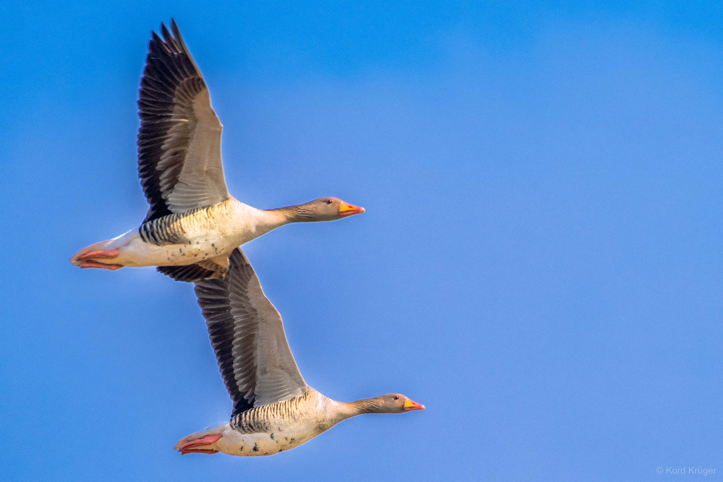 Zwei graue Gänse fliegen mit ausgebreiteten Flügeln nebeneinander vor einem blauen Himmel.