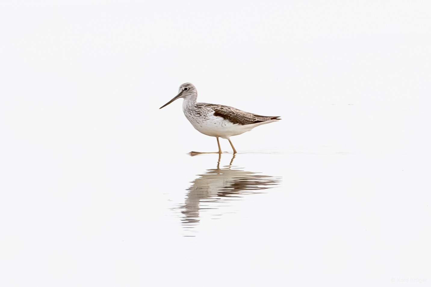 Ein kleiner graubrauner Watvogel steht auf langen Beinen in sehr hellem, flachem Wasser; darunter liegt seine Spiegelung.