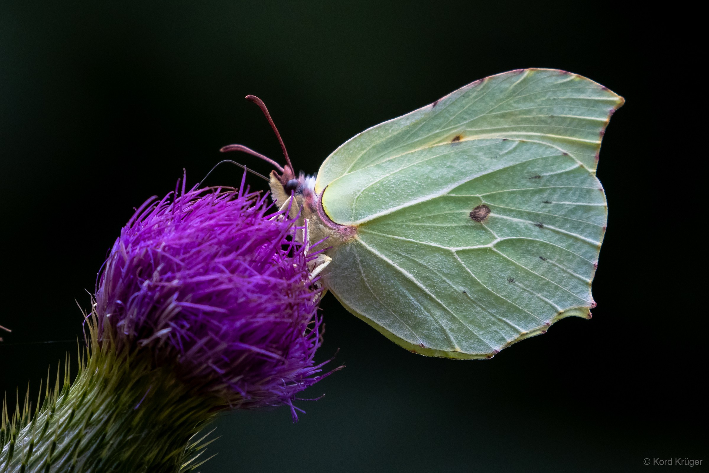 Ein hellgrüner Schmetterling mit geschlossenen, blattförmigen Flügeln sitzt auf einer violetten Distelblüte.