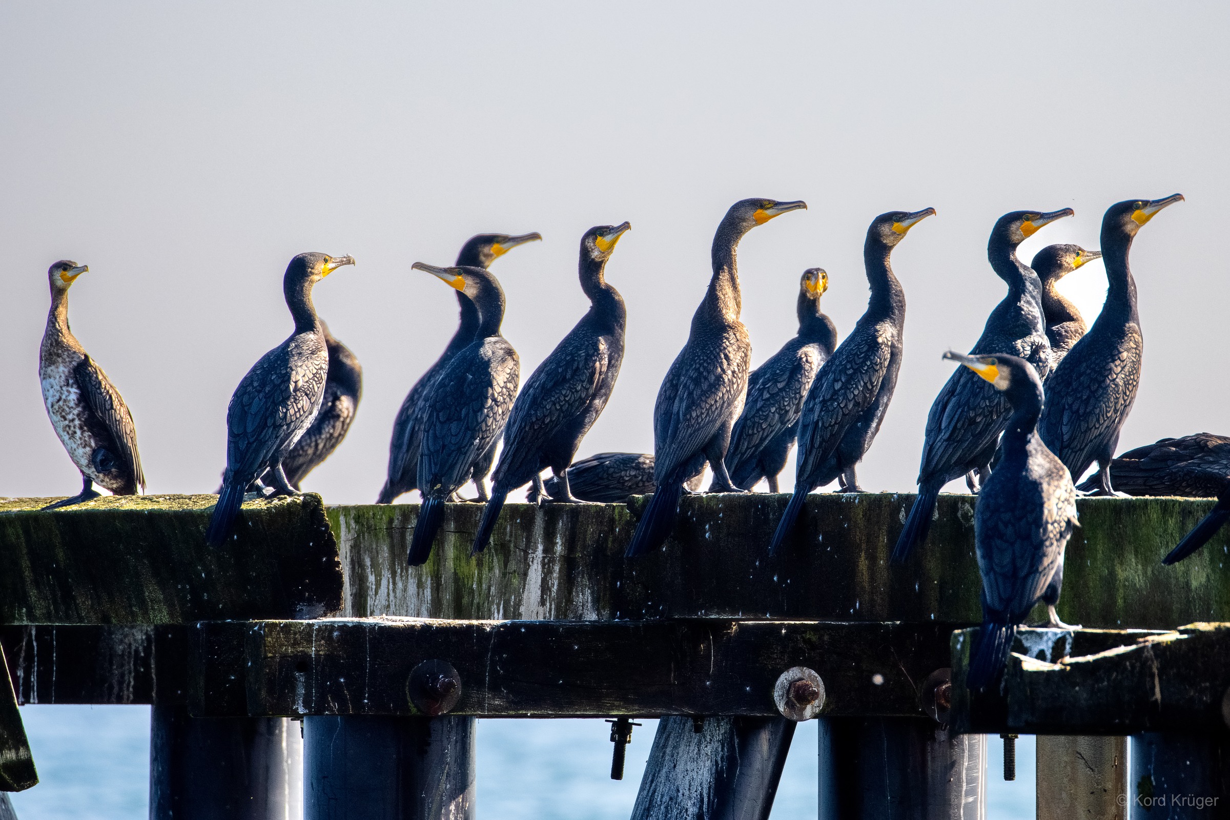 Mehrere dunkle Kormorane stehen in einer Reihe auf einem Holzsteg vor blauem Wasser, ihre Schnäbel zeigen in verschiedene Richtungen.