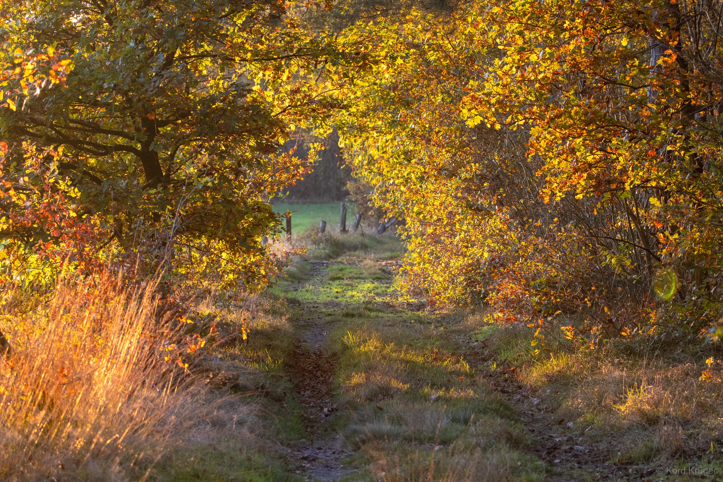 Ein schmaler Weg führt unter goldgelben und orangefarbenen Laubbäumen durch eine herbstliche Landschaft.