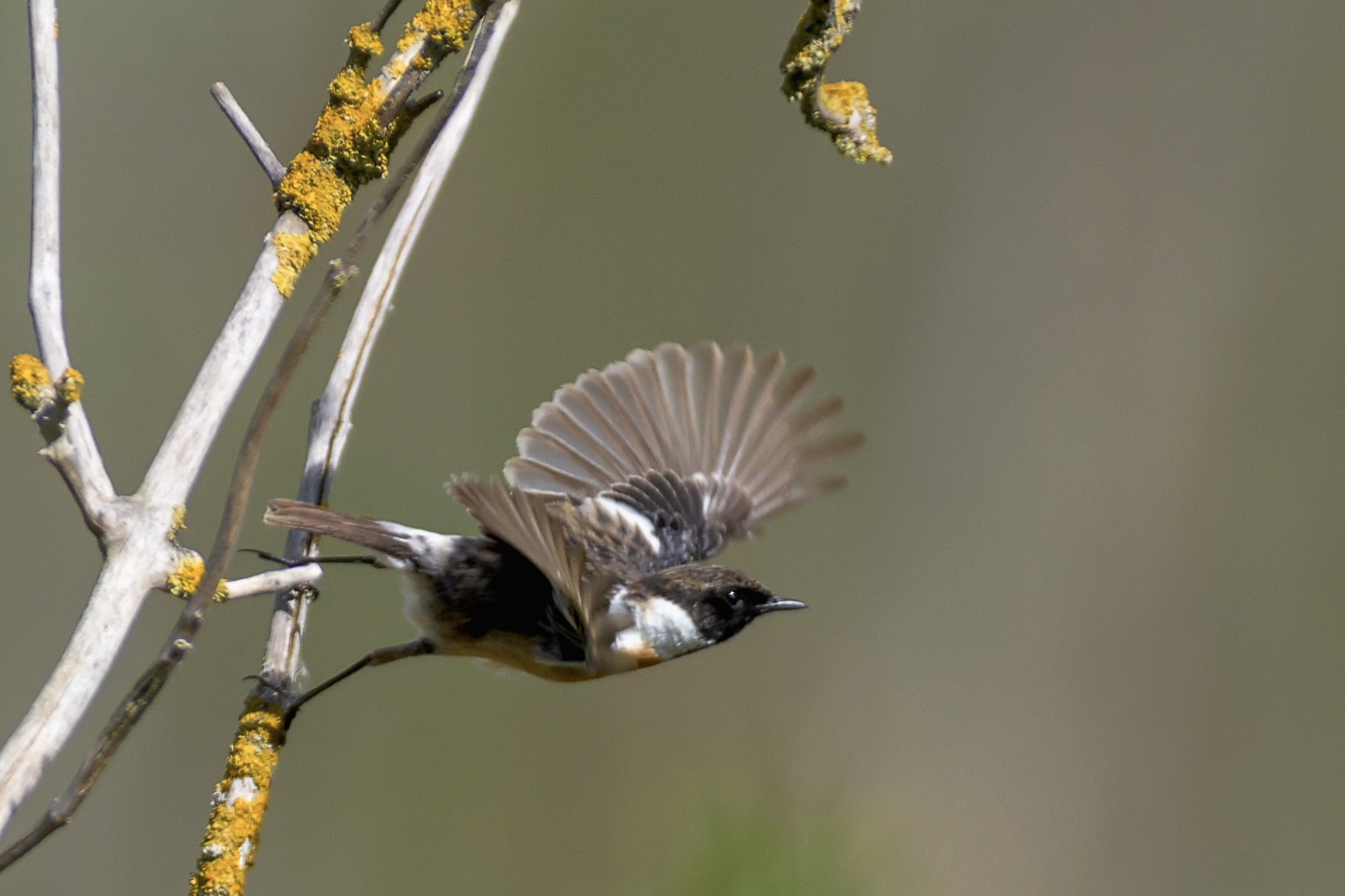 Ein kleiner Vogel mit dunklem Kopf, hellem Halsbereich und bräunlichem Gefieder fliegt neben einem mit gelben Flechten bewachsenen Zweig. Ein Flügel ist aufgefächert.