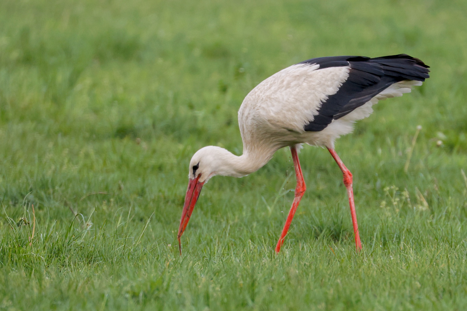 Ein Weißstorch mit schwarzen Schwungfedern, roten Beinen und langem rotem Schnabel sucht mit gesenktem Kopf in einer grünen Wiese nach Nahrung.