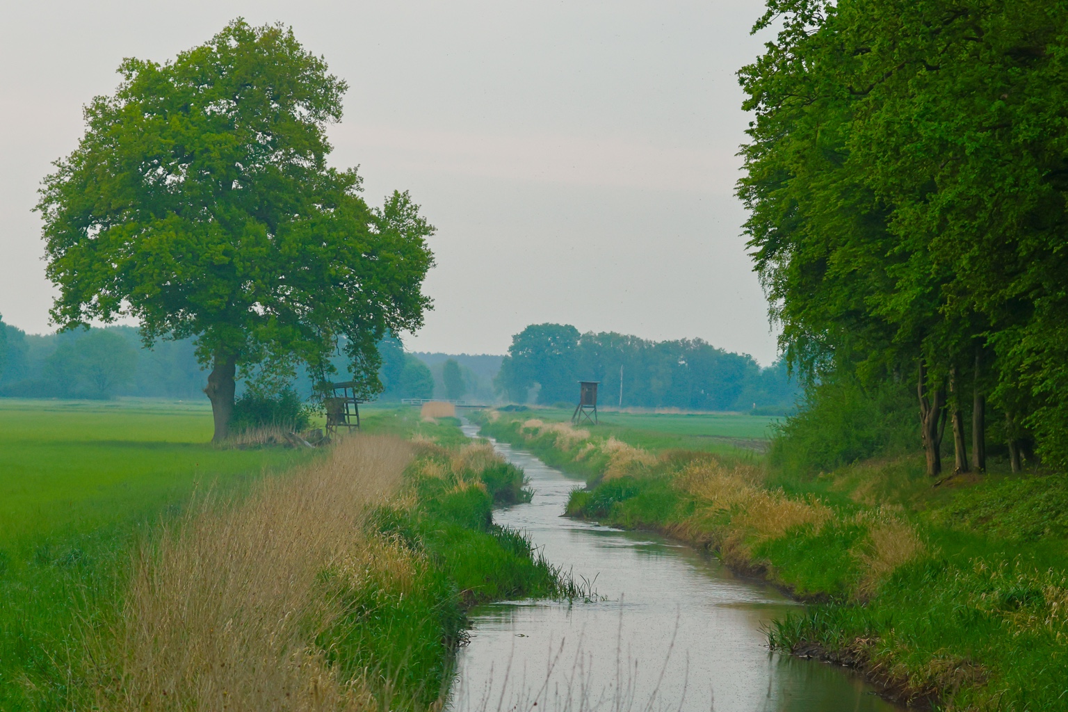 Ein schmaler Wasserlauf führt zwischen begrünten und mit trockenen Halmen gesäumten Ufern durch eine offene Feldlandschaft. Ein großer Laubbaum steht links, eine Baumreihe rechts.